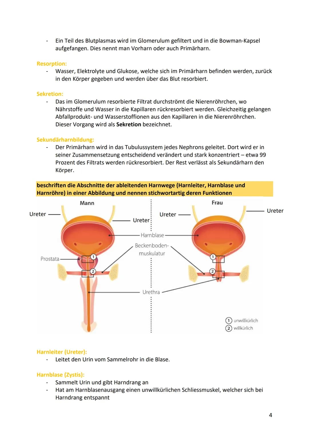 # Nieren/Harnproduktion und
Ausscheidung
beschreiben die Anatomie und Physiologie der Nieren
Nierenmark
viele kleine Kanälchen 99% des
fil