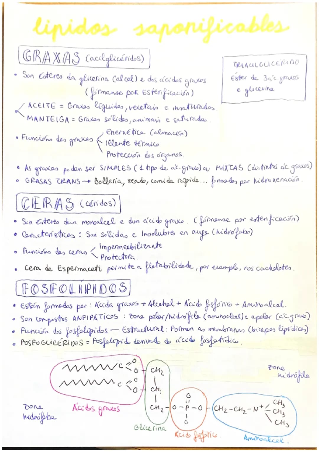 # Lipidos
(LIPIDOS) Biomolécule orgánice formade per C, H e O.
propiedades
→ Diversas estruturas e funcións.
→ Insolubres en auge e outr