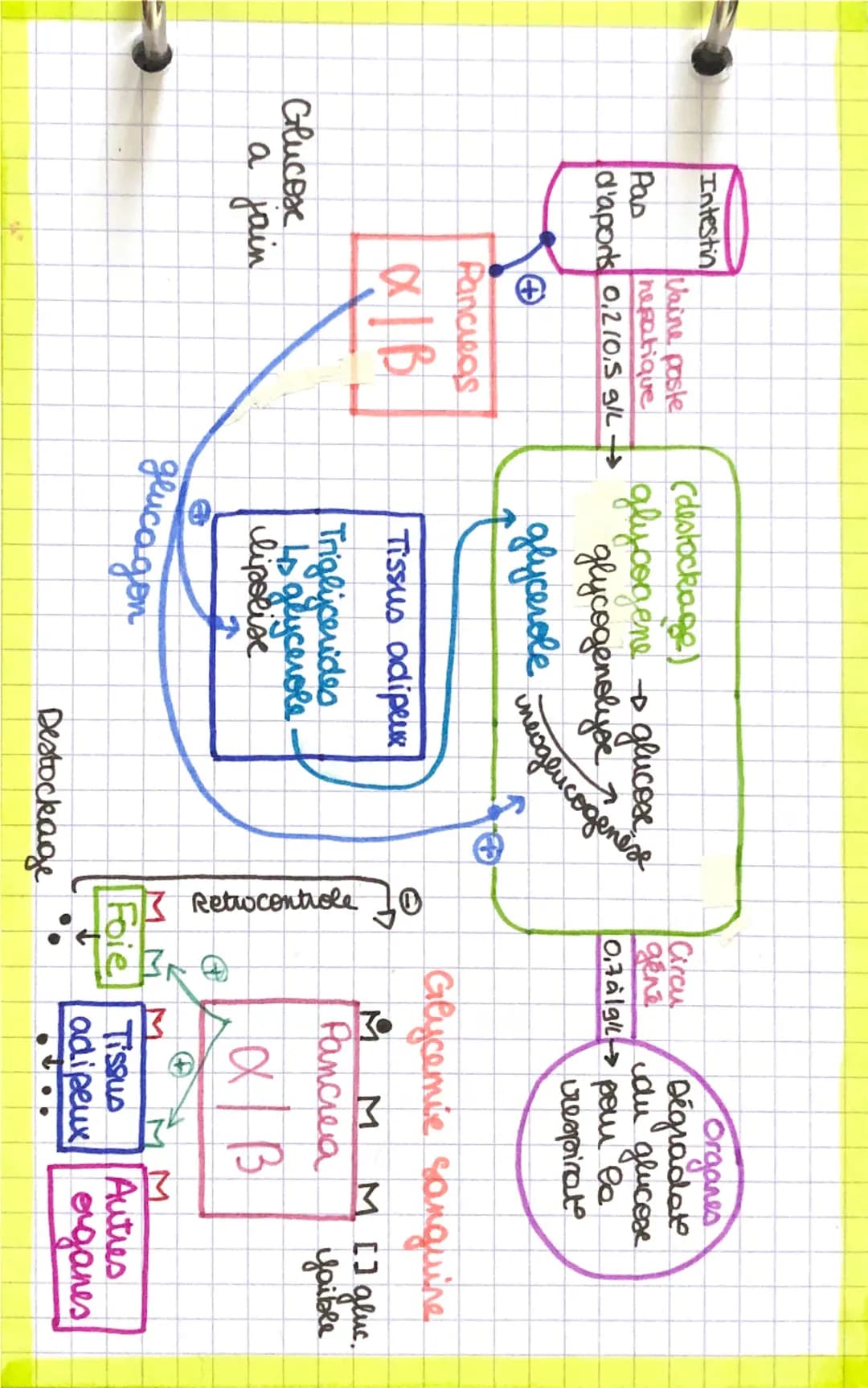 A
ZADP
Pi
2ATP
NOVAU
GLUCOSE
vessaux sanguin
Glycolyse
CH
glucose CoH,206
2 NAD
2 NADH, H
Equation Bilan..
C6H12O6 +6026002+640
↓
1 glucose