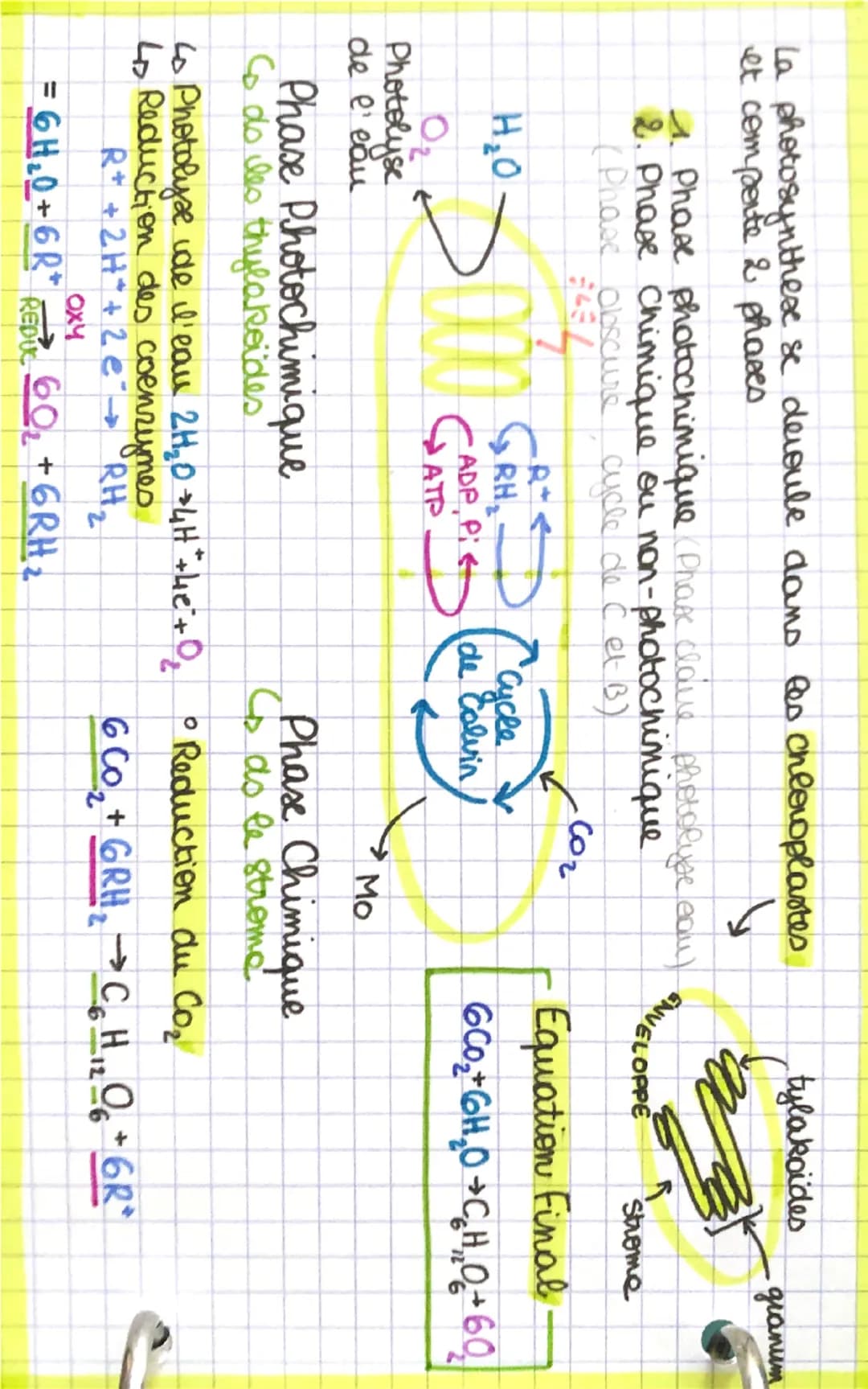A
ZADP
Pi
2ATP
NOVAU
GLUCOSE
vessaux sanguin
Glycolyse
CH
glucose CoH,206
2 NAD
2 NADH, H
Equation Bilan..
C6H12O6 +6026002+640
↓
1 glucose