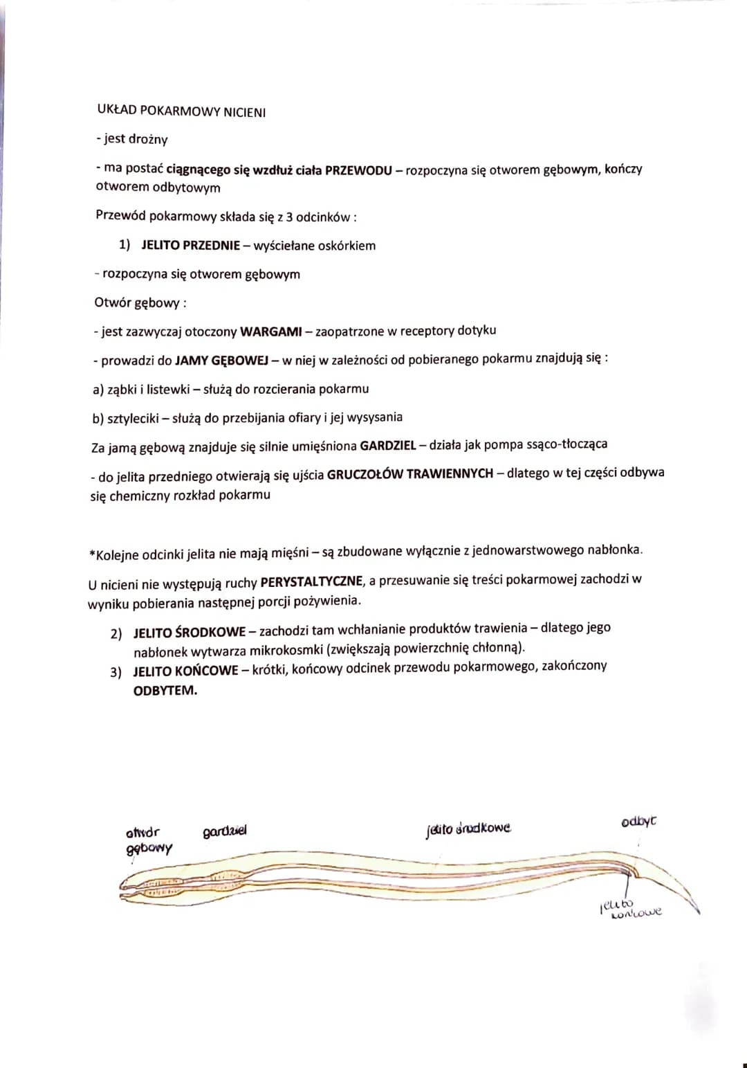 # NICIENIE - ZWIERZĘTA O OBŁYM, NIECZŁONOWANYM CIELE
- występują w różnorodnych środowiskach:
- dna mórz
- głębiny oceaniczne
- wody