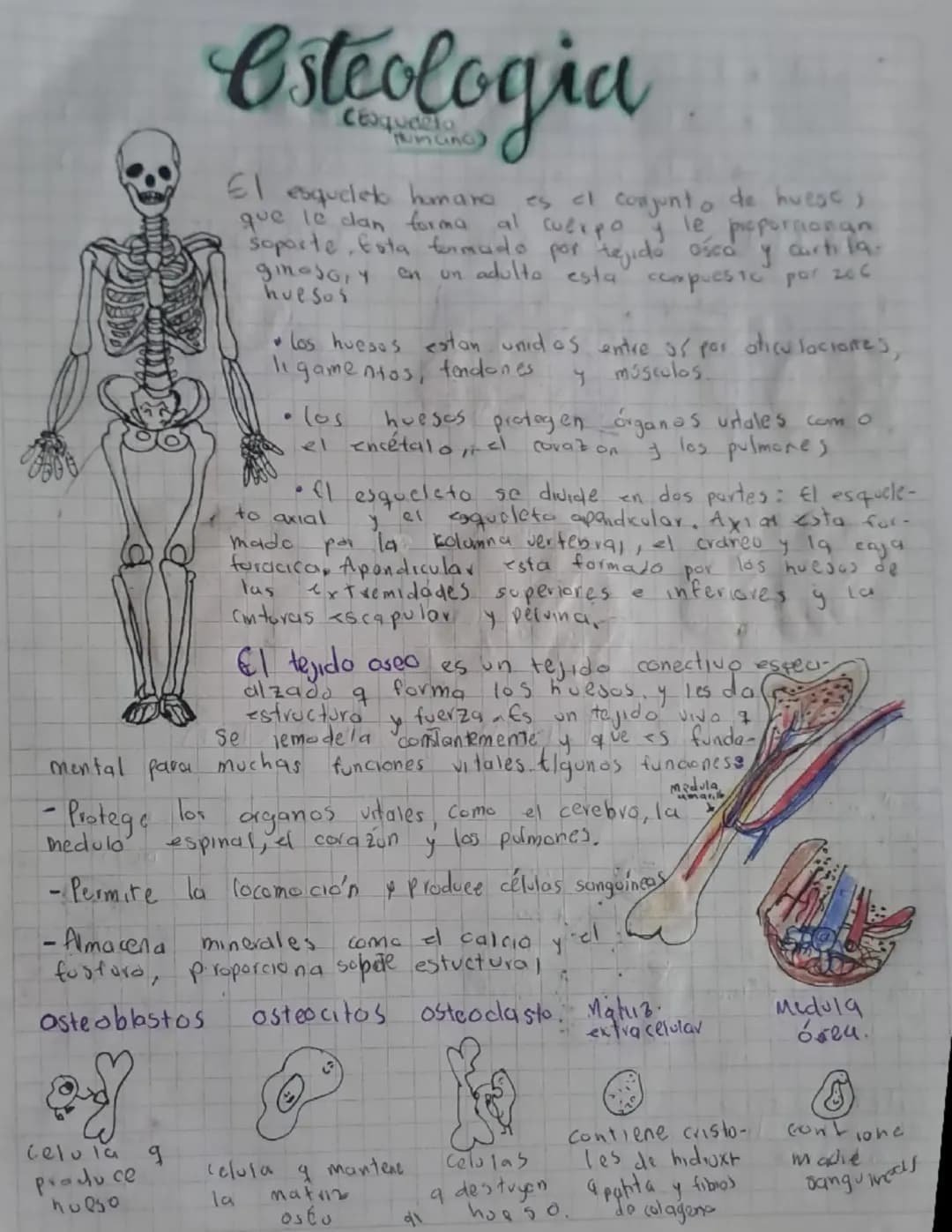 # Osteologia
El esqueleto humano es al conjunto de huese,
que le dan forma al cuerpo y le proporcionan
soporte Esta formado por tejido ośca