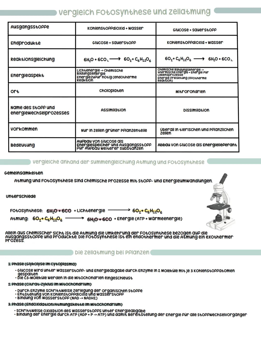 # Zellatmung
wozu Atmung:
- chemische Energie, die bei der Fotosynthese in der Glucose
freigesetzt wird, durch die Atmung freigesetzt
- Gr