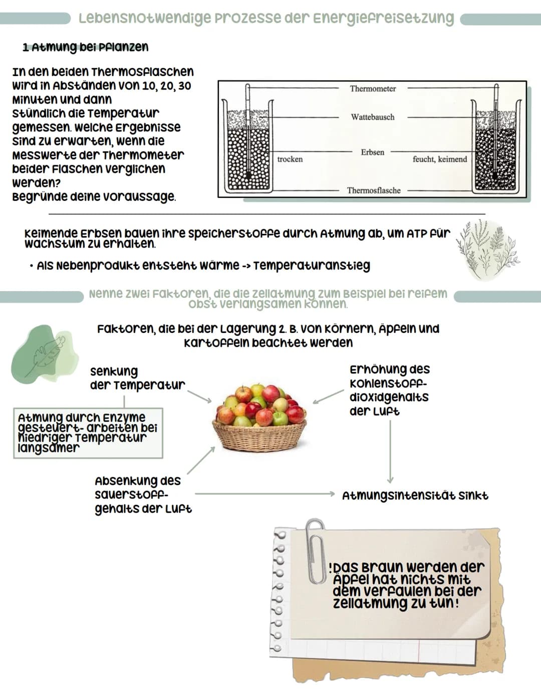 # Zellatmung
wozu Atmung:
- chemische Energie, die bei der Fotosynthese in der Glucose
freigesetzt wird, durch die Atmung freigesetzt
- Gr