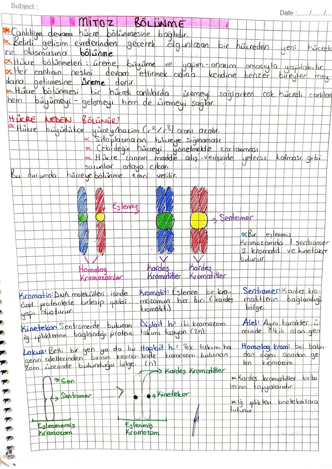Subject:
Date :......./...........
# MITOZ BÖLÜNME
* Canlılığın devamı hücre bölünmesine bağlıdır.
* Belirli gelisim evrelerinden geçerek