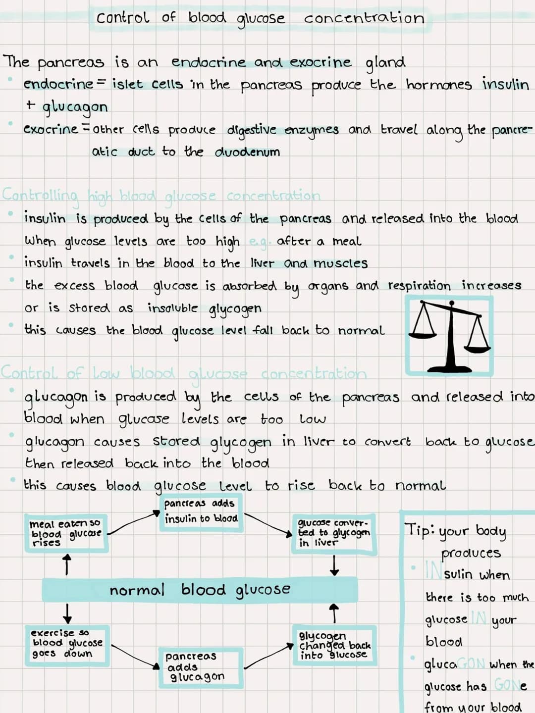 # Control of blood glucose concentration
The pancreas is an endocrine and exocrine gland
* endocrine = islet cells in the pancreas produc