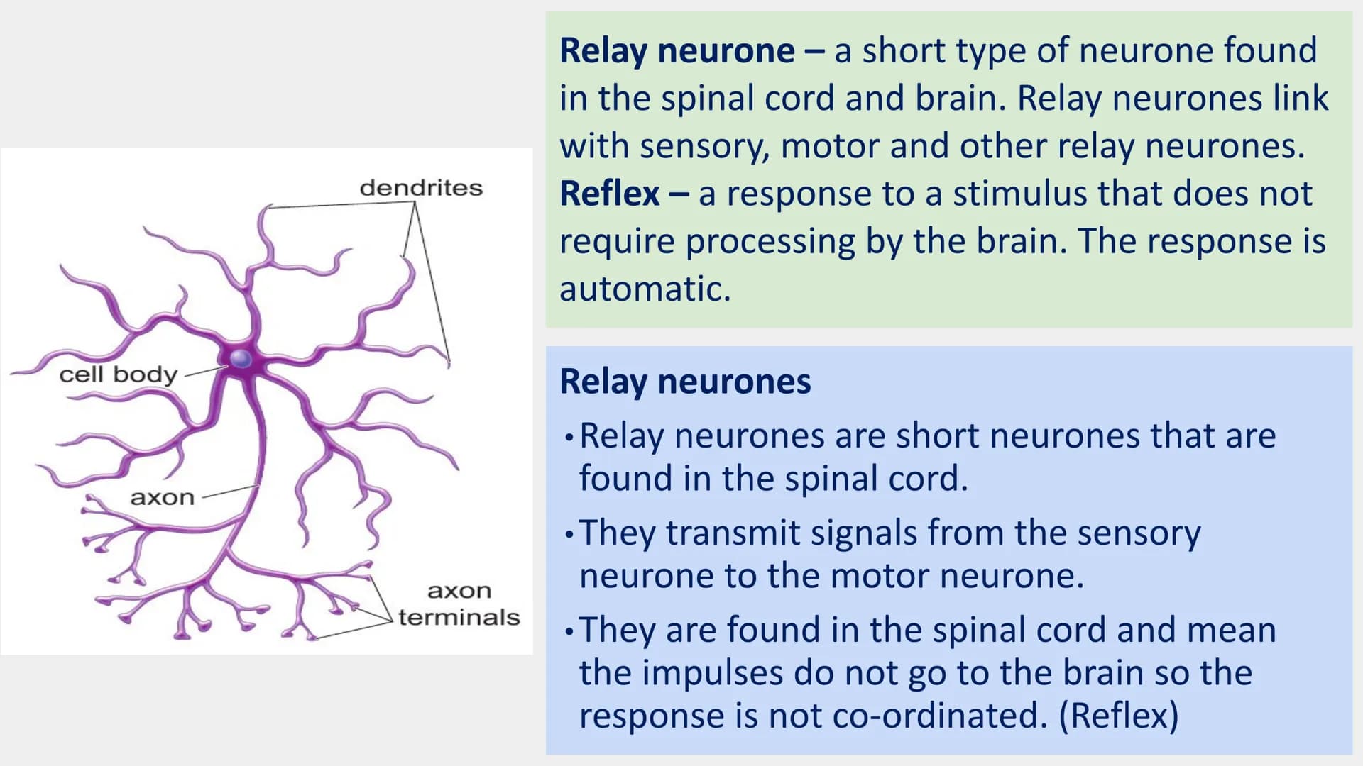 Neurones
Neurones are specialised cells which carry information either from the receptors
to the brain or from the brain to the effectors.
T