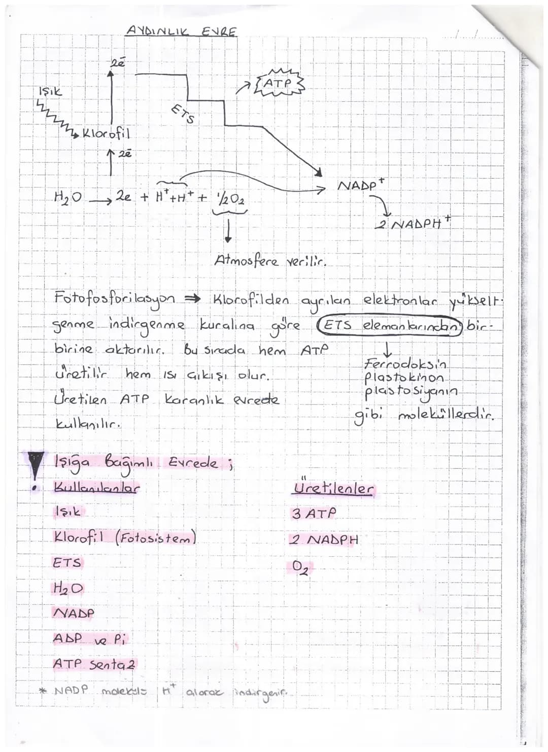 AYDINLIK EVRE
20
Işık
ATP
www Klorofil
20
ETS
H₂O 2e + H+H+ + 1/2O2
→ NADP+
2 ΝΑΔΡΗ
Atmosfere verilir.
Fotofosforilasyon Klorofilden ayrıl