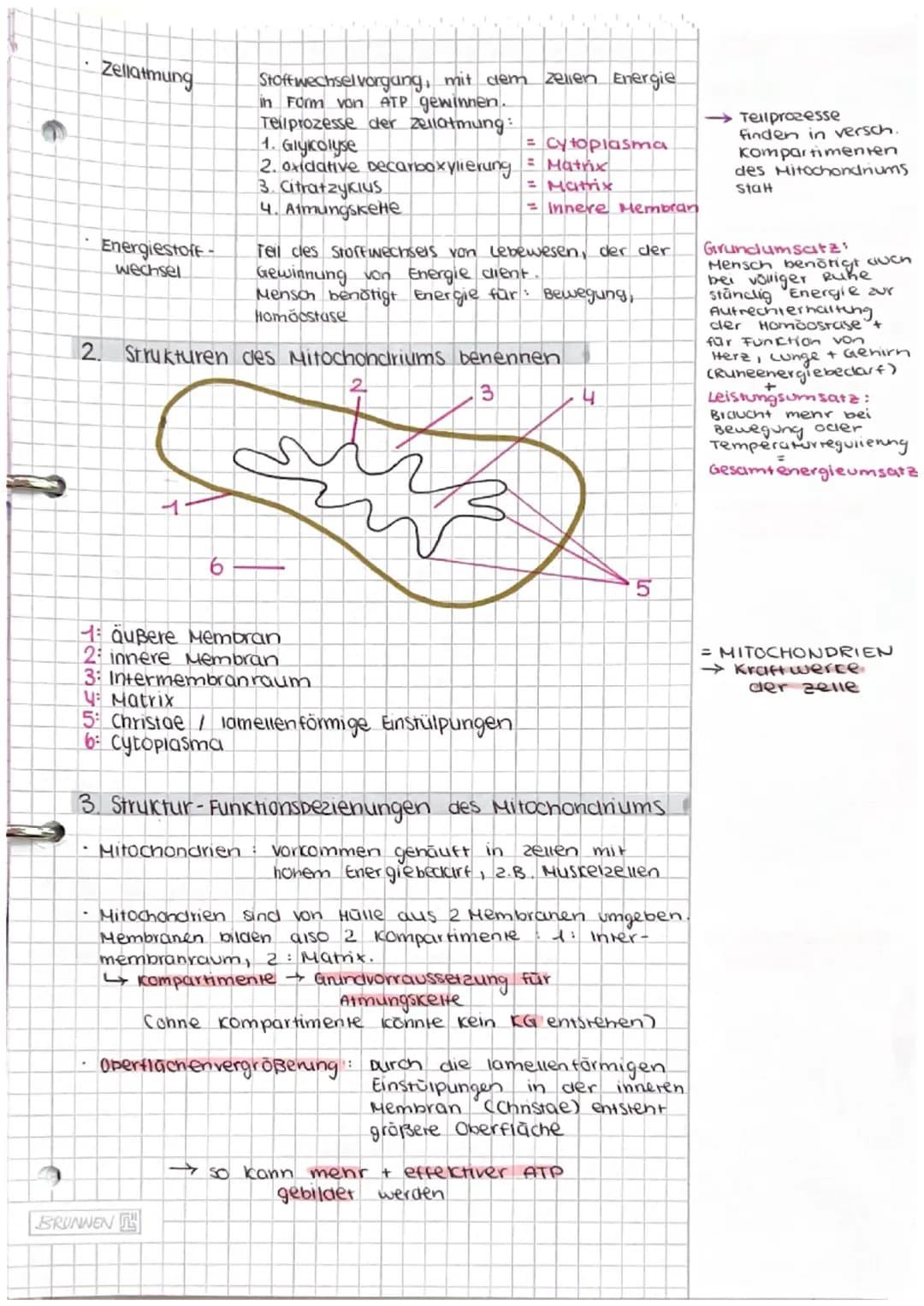 Dissimilation/
Energiestoffwechsel
ABITUR # Dissimilation
1. Fachbegriffe zum Energiestoffwechsel erklären
- Dissimi lation
Energiestof