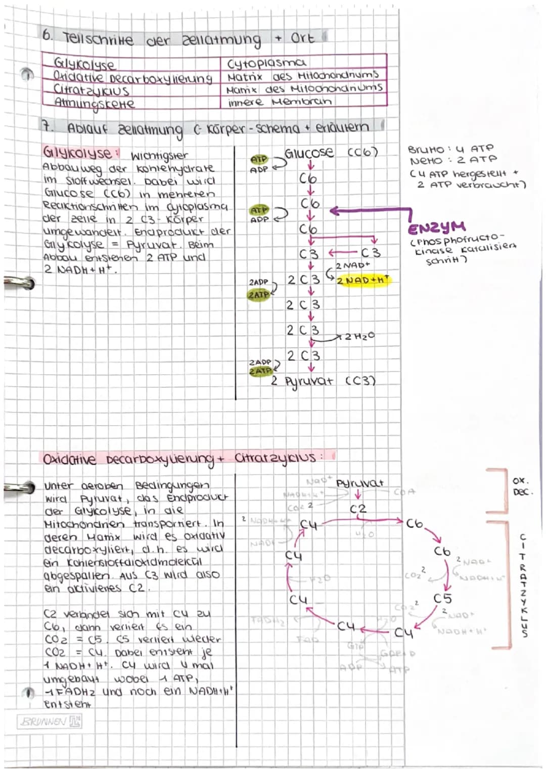 Dissimilation/
Energiestoffwechsel
ABITUR # Dissimilation
1. Fachbegriffe zum Energiestoffwechsel erklären
- Dissimi lation
Energiestof