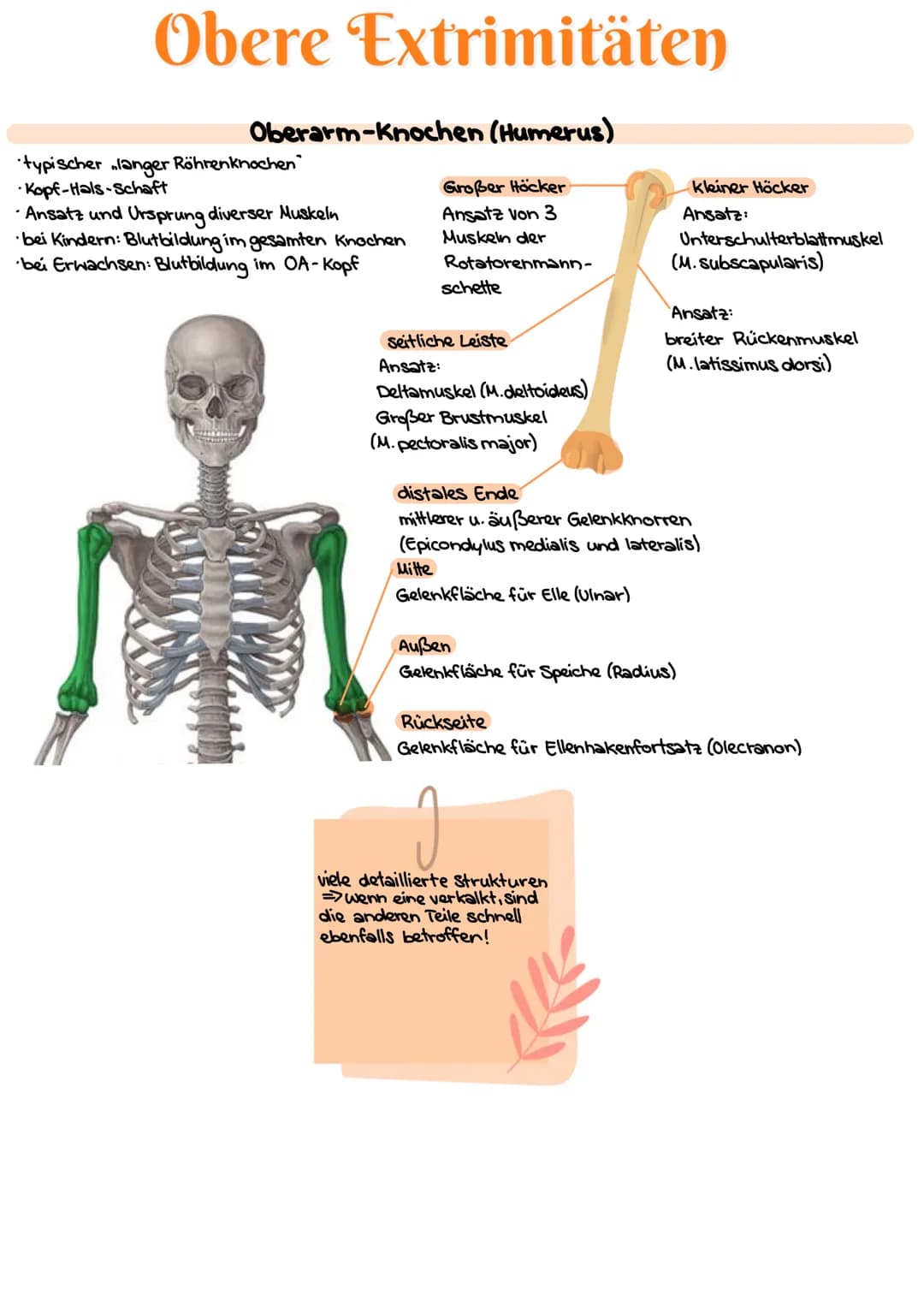 # Obere Extrimitäten
## Oberarm-Knochen (Humerus)
* typischer langer Röhrenknochen"
* Kopf-Hals-Schaft
* Ansatz und Ursprung diverser Musk