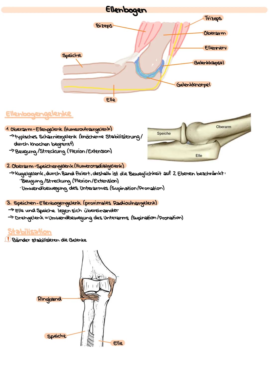 # Obere Extrimitäten
## Oberarm-Knochen (Humerus)
* typischer langer Röhrenknochen"
* Kopf-Hals-Schaft
* Ansatz und Ursprung diverser Musk