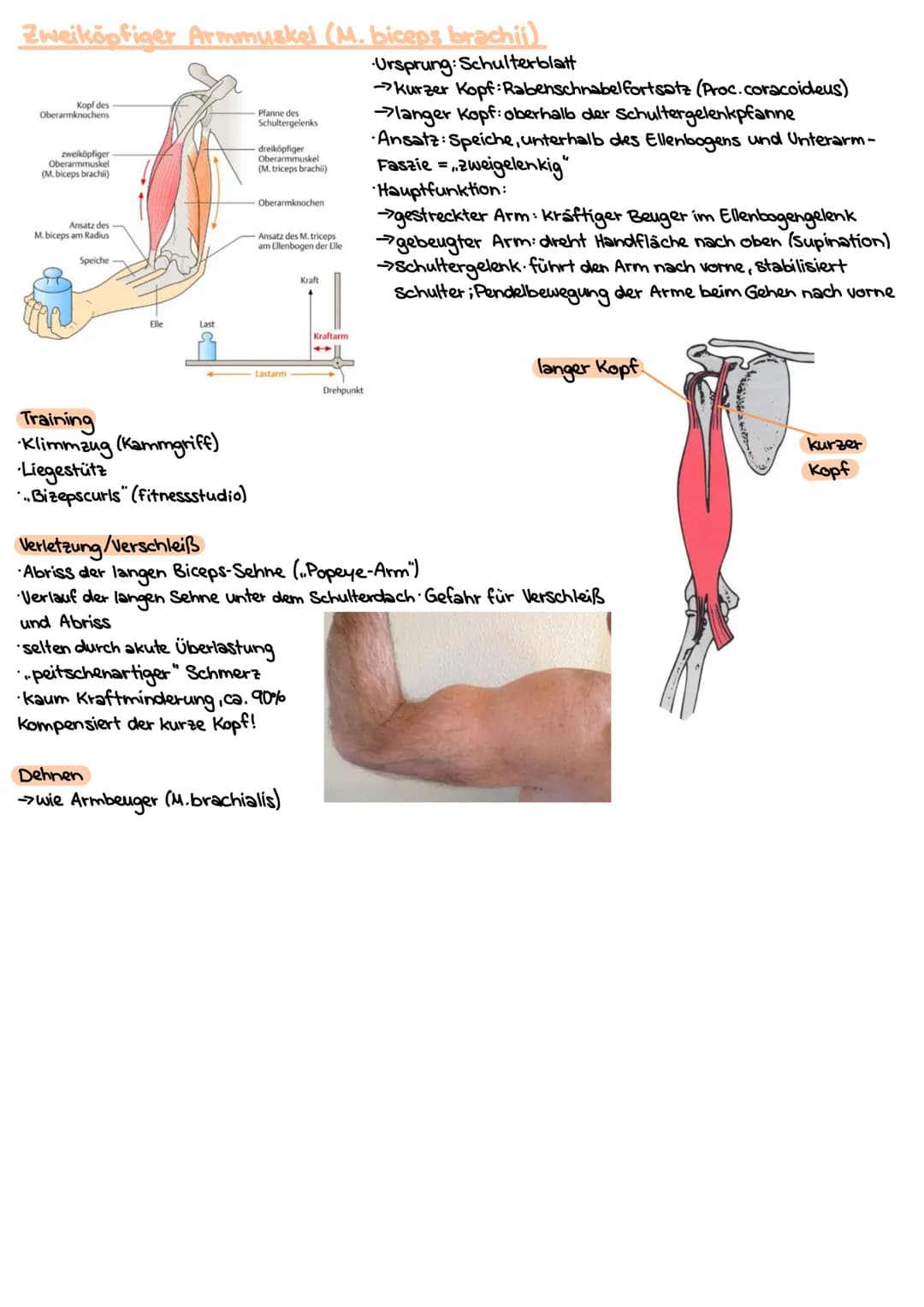 # Obere Extrimitäten
## Oberarm-Knochen (Humerus)
* typischer langer Röhrenknochen"
* Kopf-Hals-Schaft
* Ansatz und Ursprung diverser Musk