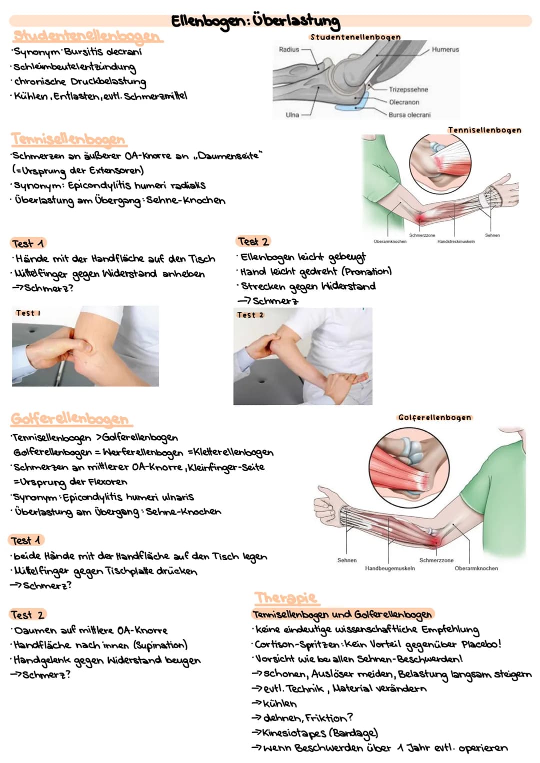 # Obere Extrimitäten
## Oberarm-Knochen (Humerus)
* typischer langer Röhrenknochen"
* Kopf-Hals-Schaft
* Ansatz und Ursprung diverser Musk