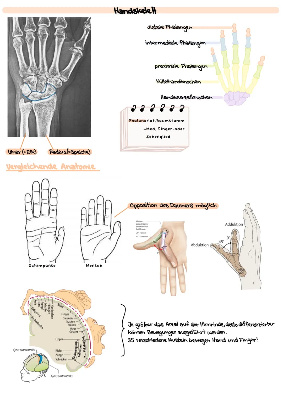 # Obere Extrimitäten
## Oberarm-Knochen (Humerus)
* typischer langer Röhrenknochen"
* Kopf-Hals-Schaft
* Ansatz und Ursprung diverser Musk