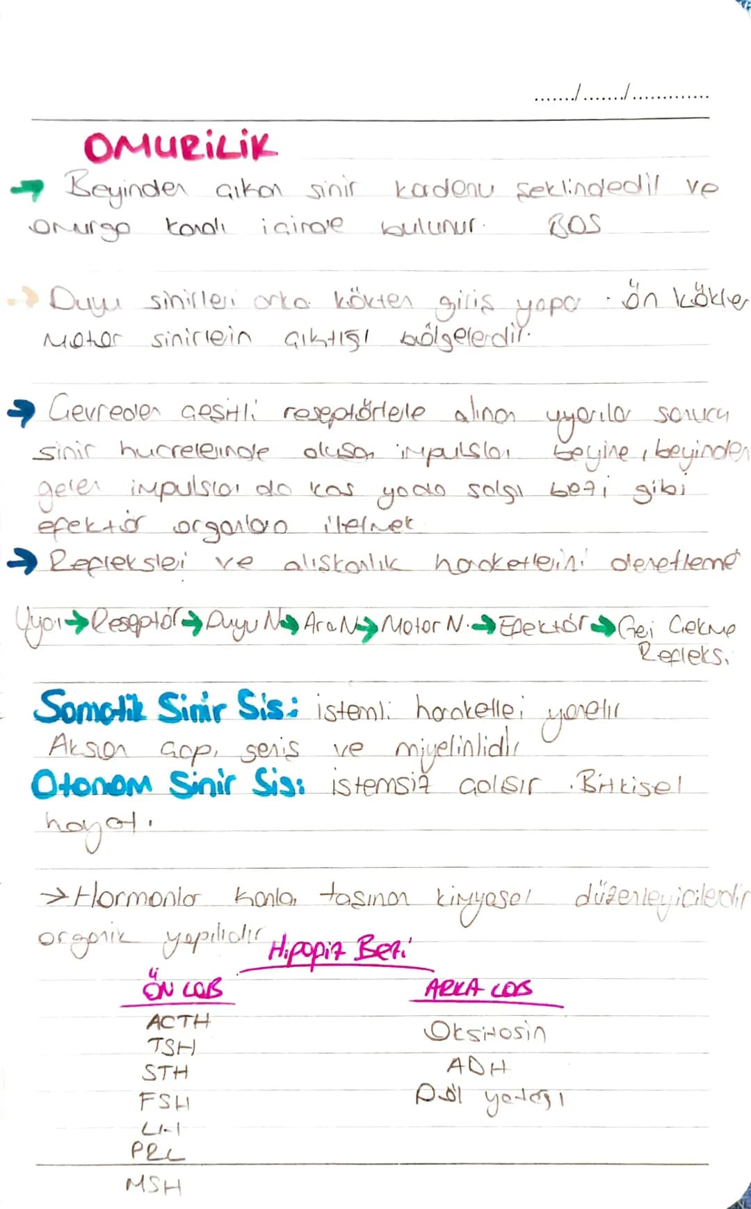 BİYOLOJİ
....................
Nöron: içten ve diston gelen uyarıları alma
değerlendirerek ilgili kas ve berbe iletir.
Hücre gövdesi: metabol