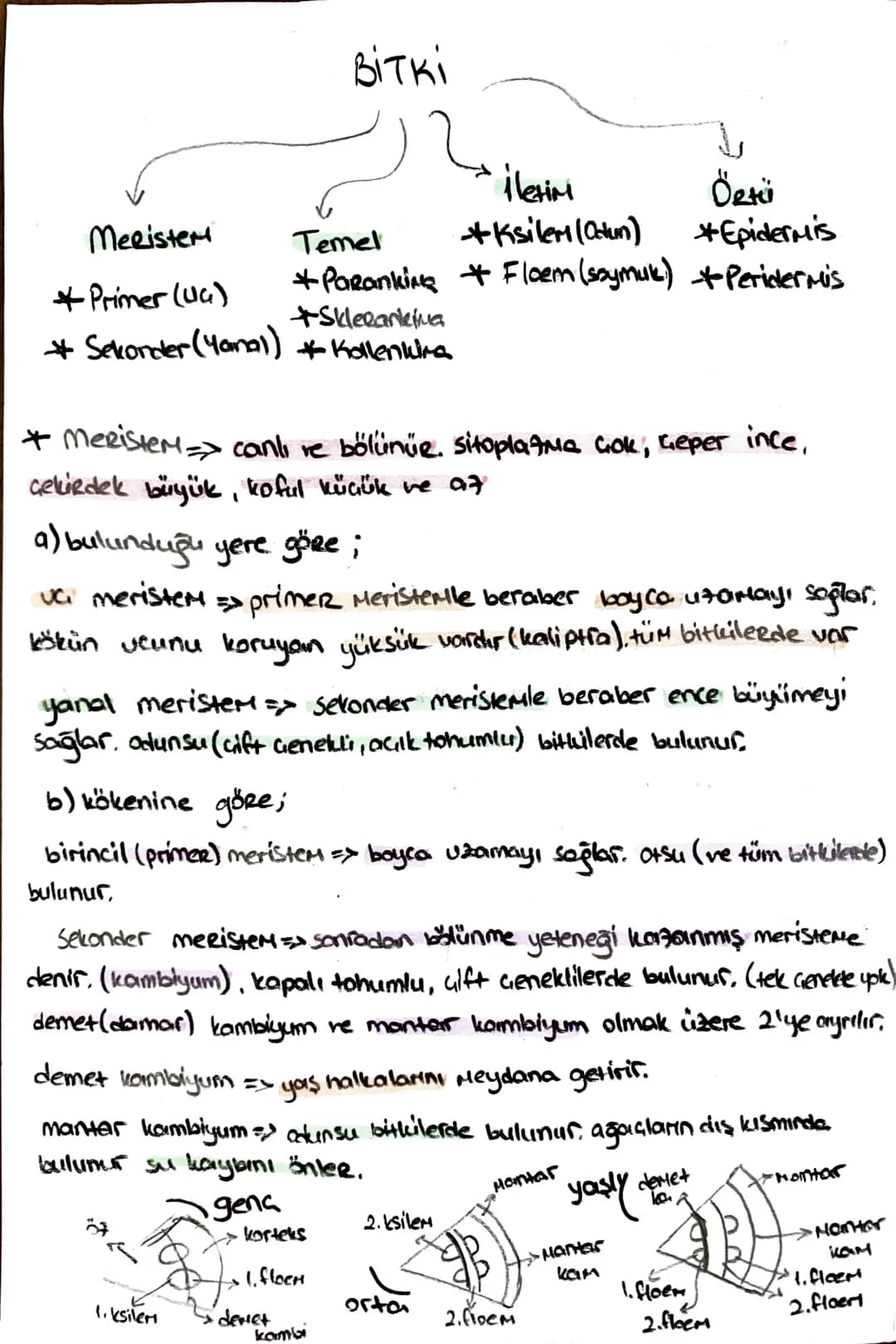# -İletim Doku-
* ksilem (adun boru) ⇒ su ve minerad taşır. (inorganik madde)
trake ve trakeitlerden oluşurlar. dü nücrelerdir, lignin bir