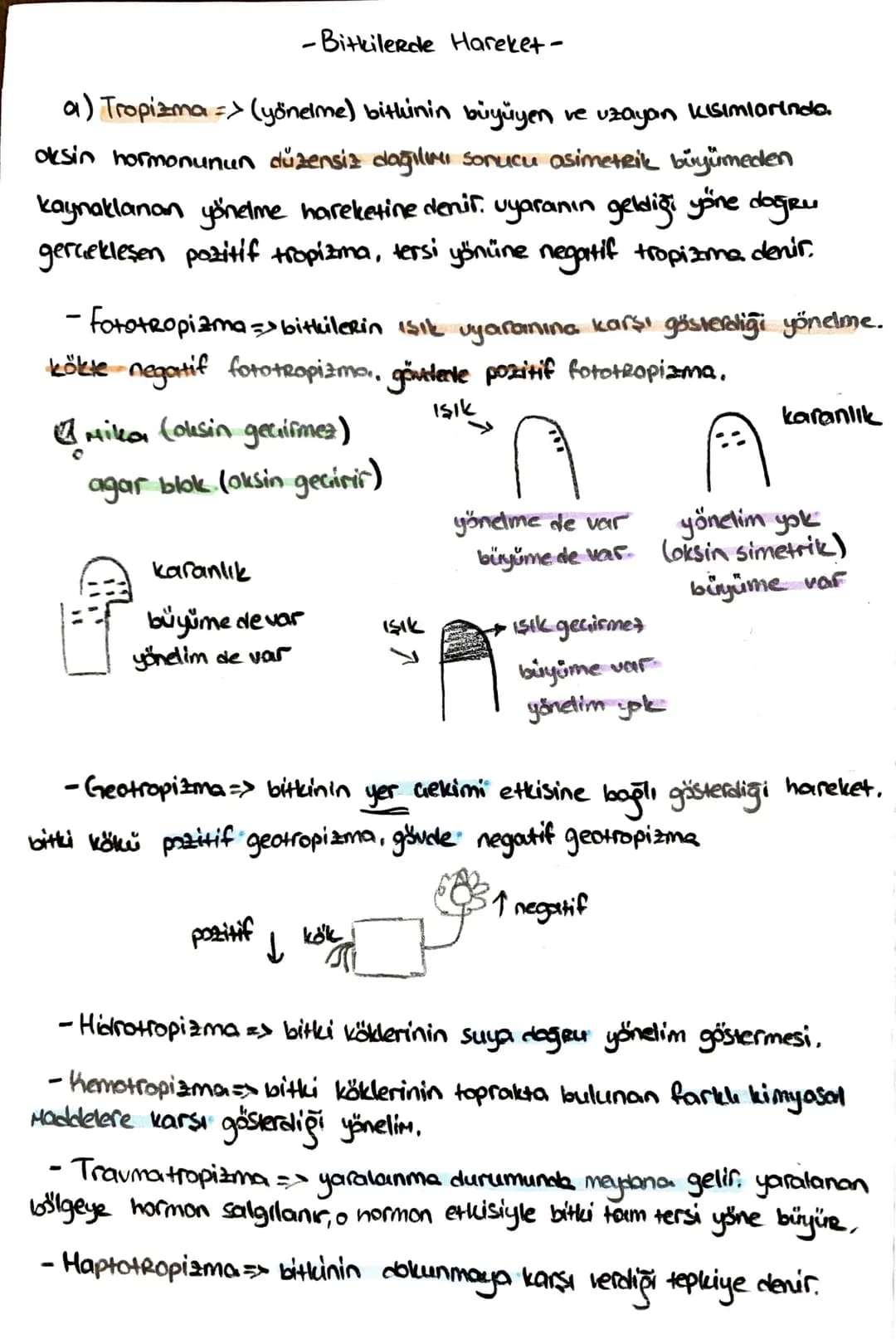 # -İletim Doku-
* ksilem (adun boru) ⇒ su ve minerad taşır. (inorganik madde)
trake ve trakeitlerden oluşurlar. dü nücrelerdir, lignin bir