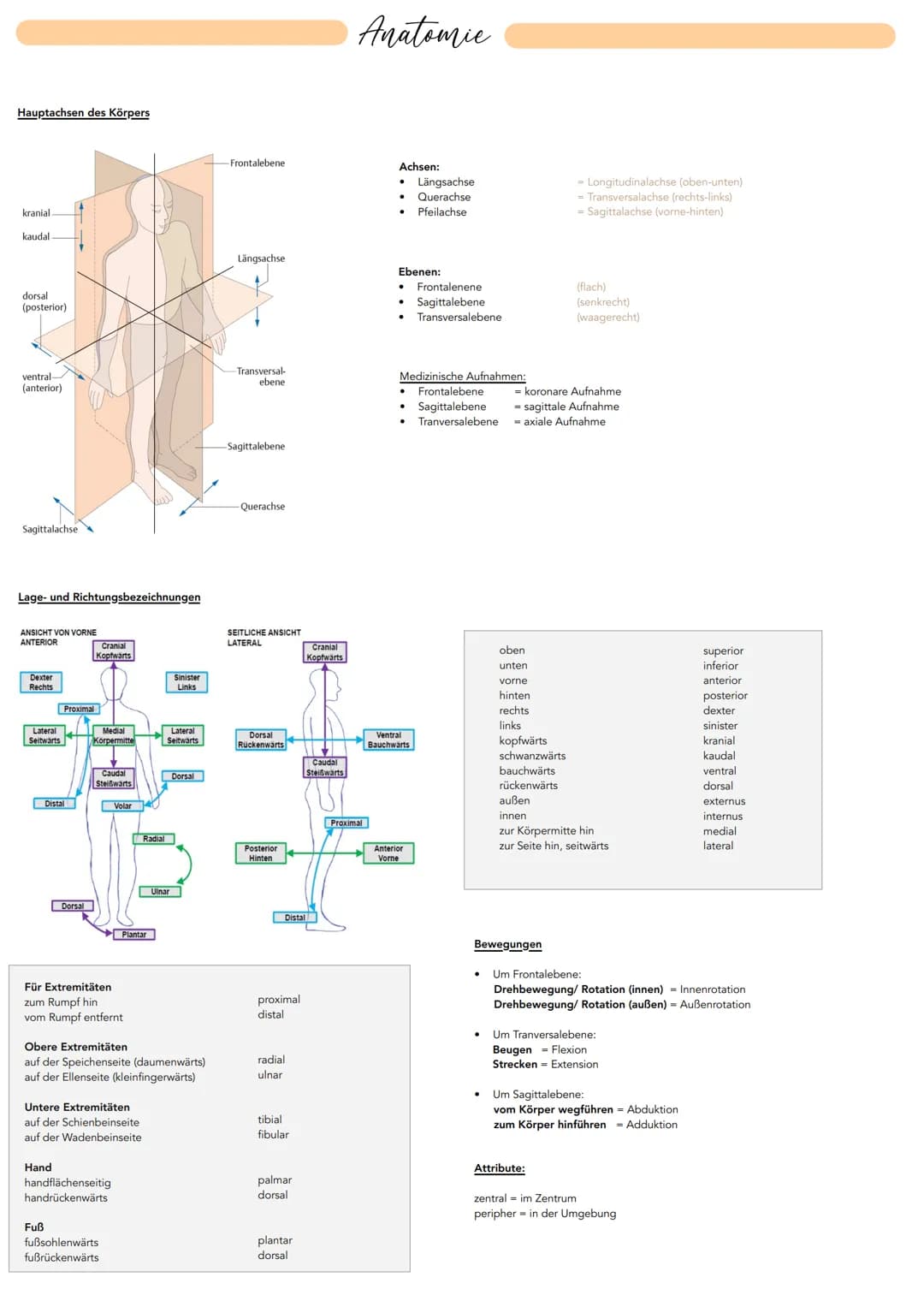 # Anatomie
Hauptachsen des Körpers
-Frontalebene
Achsen:
* Längsachse
* Querachse
* Pfeilachse
- Longitudinalächse (oben-unten)
-T