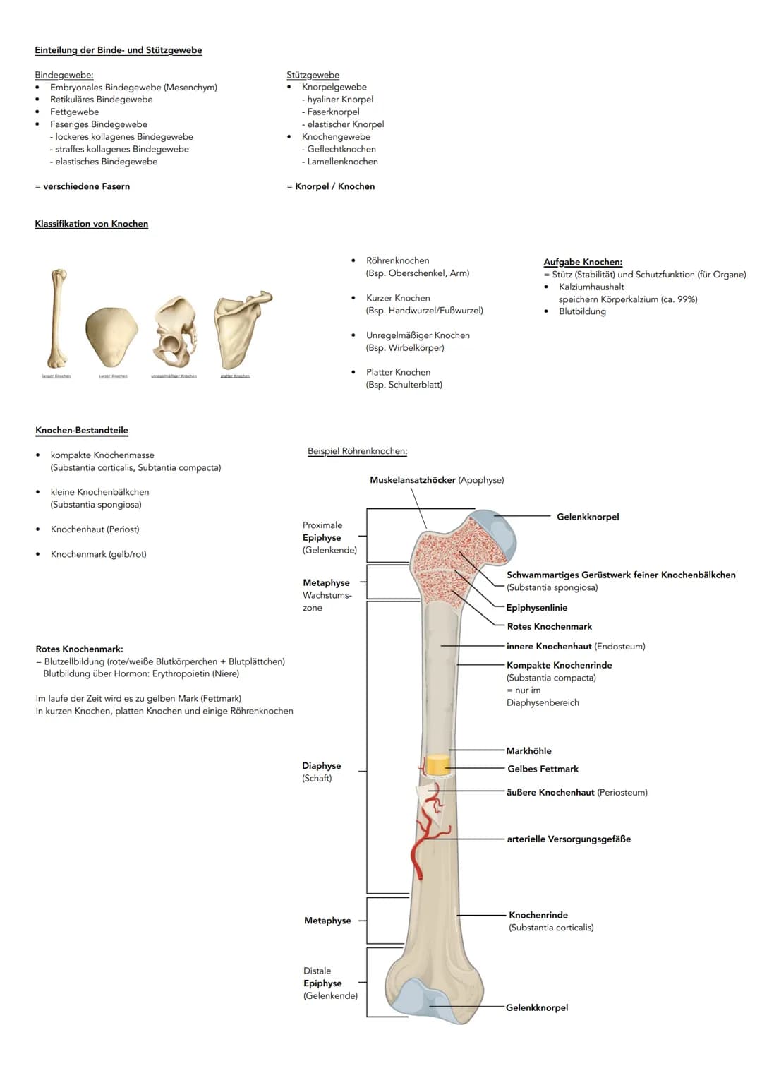 # Anatomie
Hauptachsen des Körpers
-Frontalebene
Achsen:
* Längsachse
* Querachse
* Pfeilachse
- Longitudinalächse (oben-unten)
-T