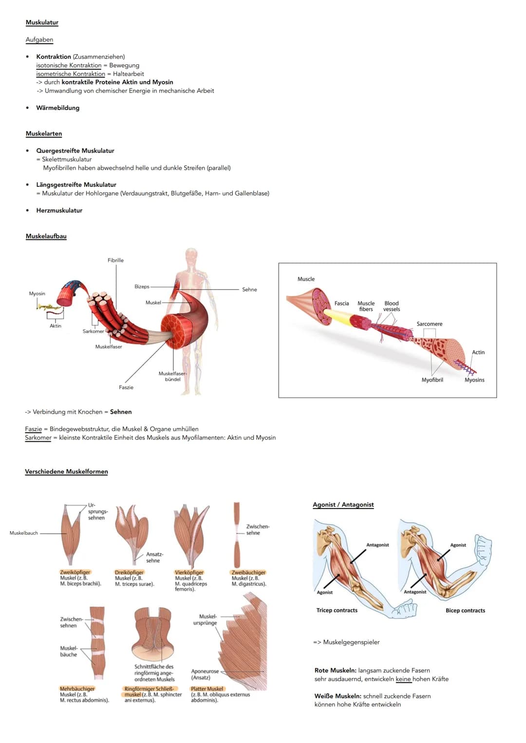 # Anatomie
Hauptachsen des Körpers
-Frontalebene
Achsen:
* Längsachse
* Querachse
* Pfeilachse
- Longitudinalächse (oben-unten)
-T