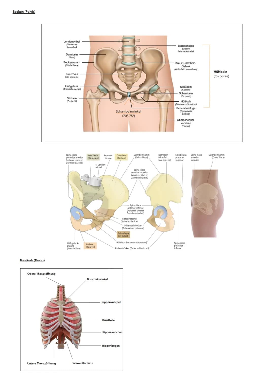# Anatomie
Hauptachsen des Körpers
-Frontalebene
Achsen:
* Längsachse
* Querachse
* Pfeilachse
- Longitudinalächse (oben-unten)
-T