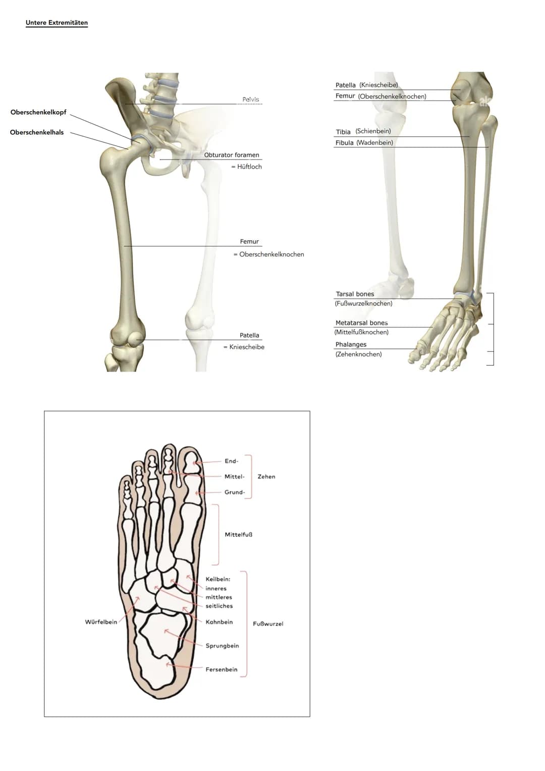 # Anatomie
Hauptachsen des Körpers
-Frontalebene
Achsen:
* Längsachse
* Querachse
* Pfeilachse
- Longitudinalächse (oben-unten)
-T