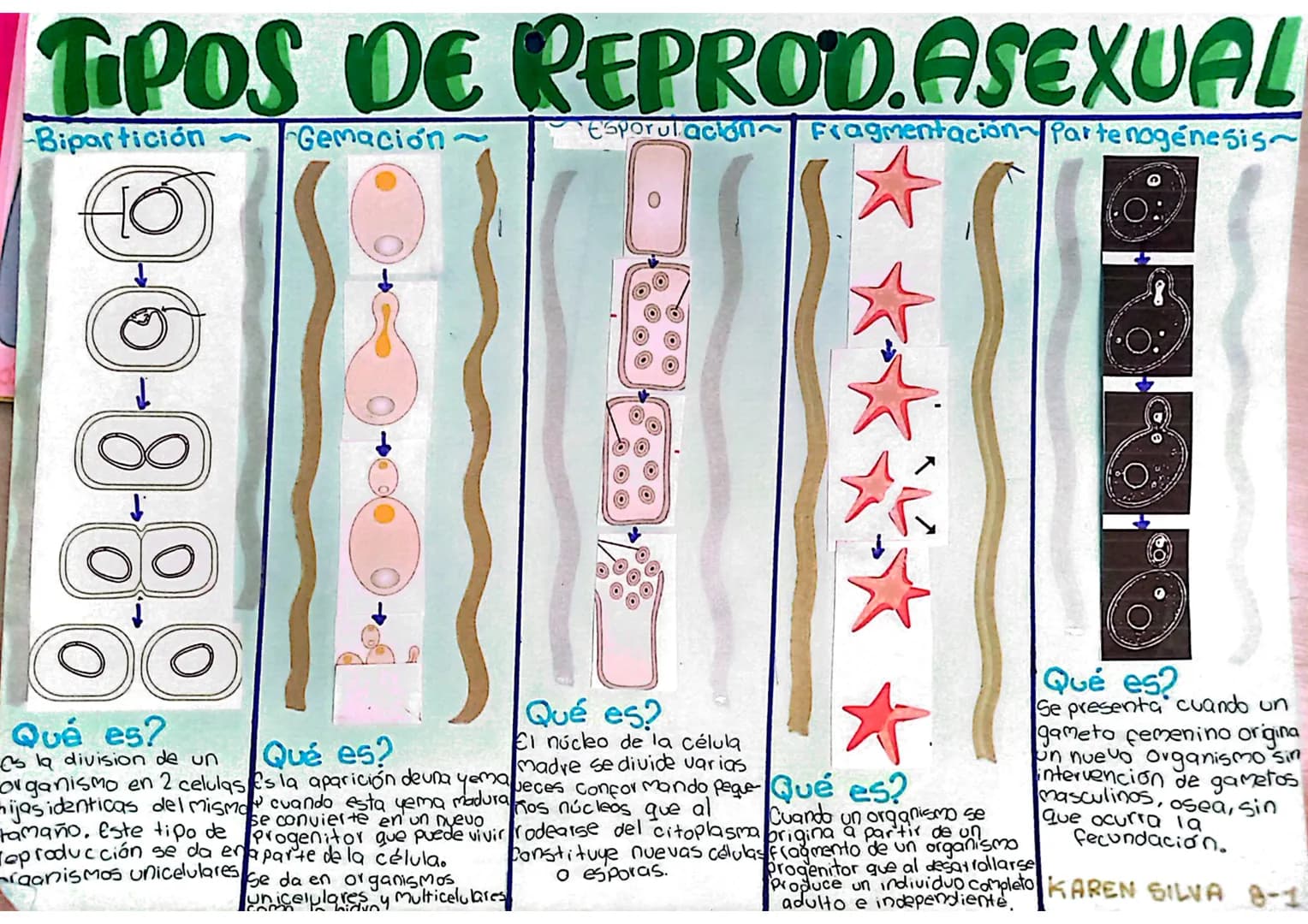 # TIPOS DE REPROD.ASEXUAL
Bipartición
Gemación~
Esporulación Fragmentación Parte nogénesis~
9-0-8-8-8
↓
Qué es?
es la division de un