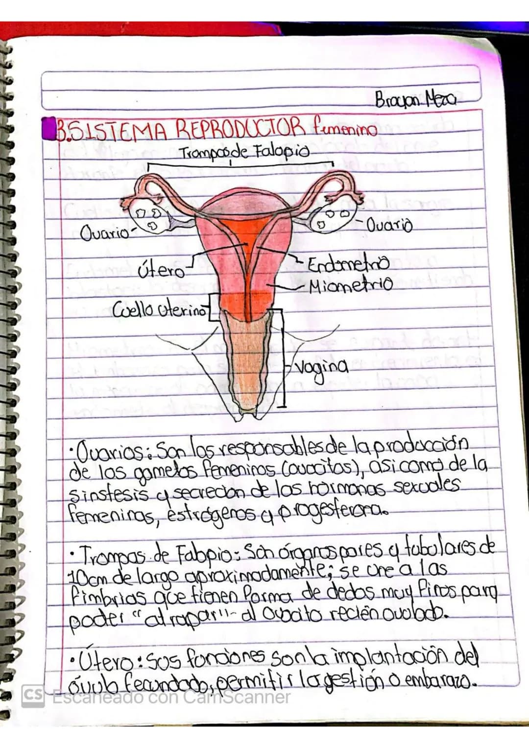 3.SISTEMA REPRODUCTOR femenino
Trampos de Falopio
Quario
útero
Coello uterino
Broyan Mera
Ouario
Endometrio
Miometrio
Vagina
•Quar
