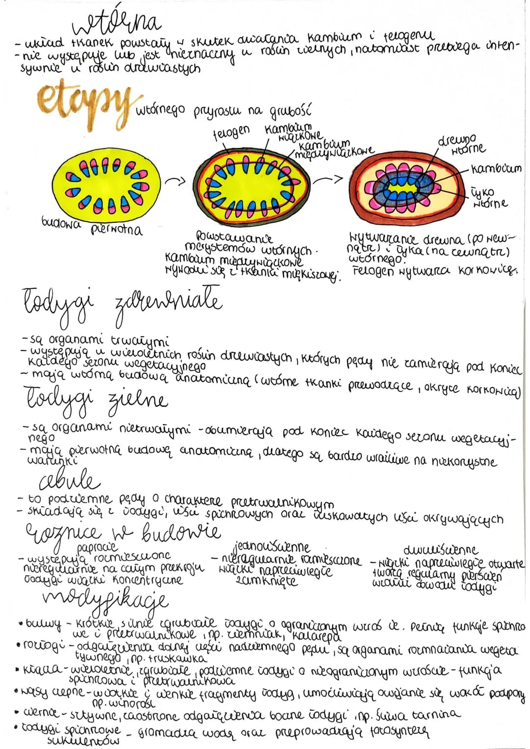 # tkanki roślinne
Co to jest tkanka?
To despot komórek o podobnej budowie, wspólnym pochodzeniu, speirwających w
organizmie okresione funkc