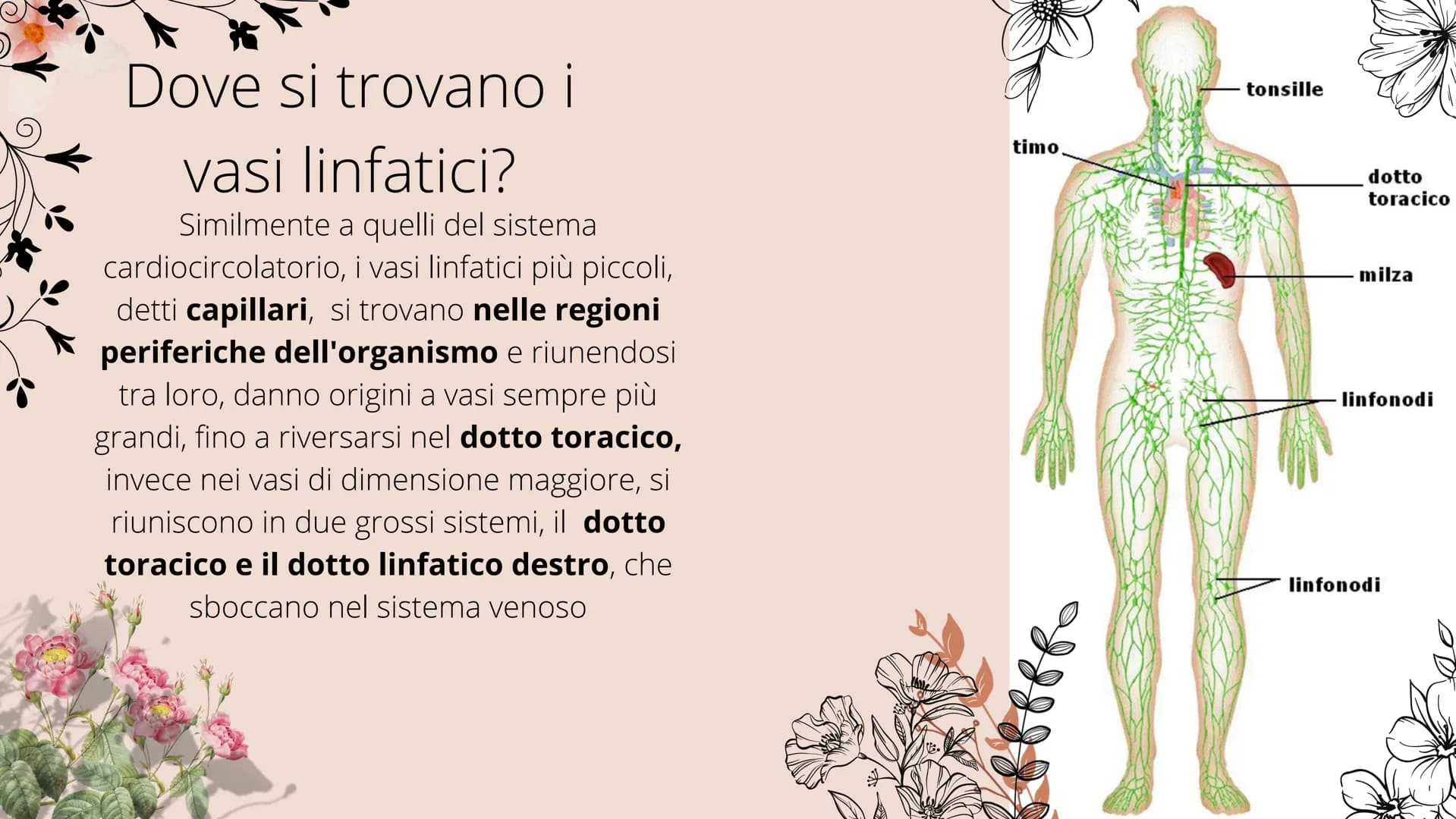 # Sistema linfatico
- tonsille
- timo
- dotto toracico
- milza
- linfonodi
- linfonodi # Che cos'è il sistema
linfatico?
|| sistema linfoi