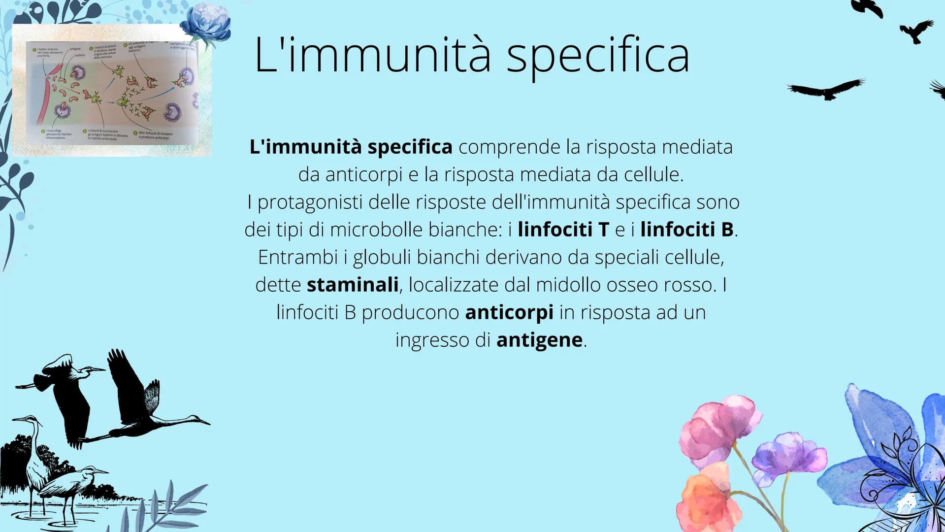 # Sistema linfatico
- tonsille
- timo
- dotto toracico
- milza
- linfonodi
- linfonodi # Che cos'è il sistema
linfatico?
|| sistema linfoi