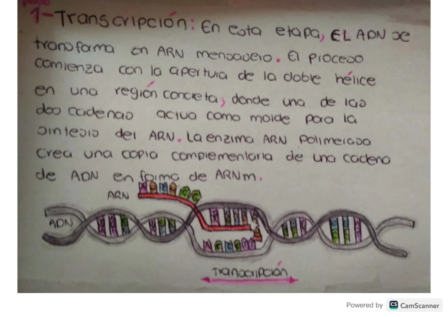 # Síntesis de
# Proteínas # ¿Qué es?
La sintesis de proteinas o traducción del ARN
es el poceoo anabolico mediante el cual se
forman las p