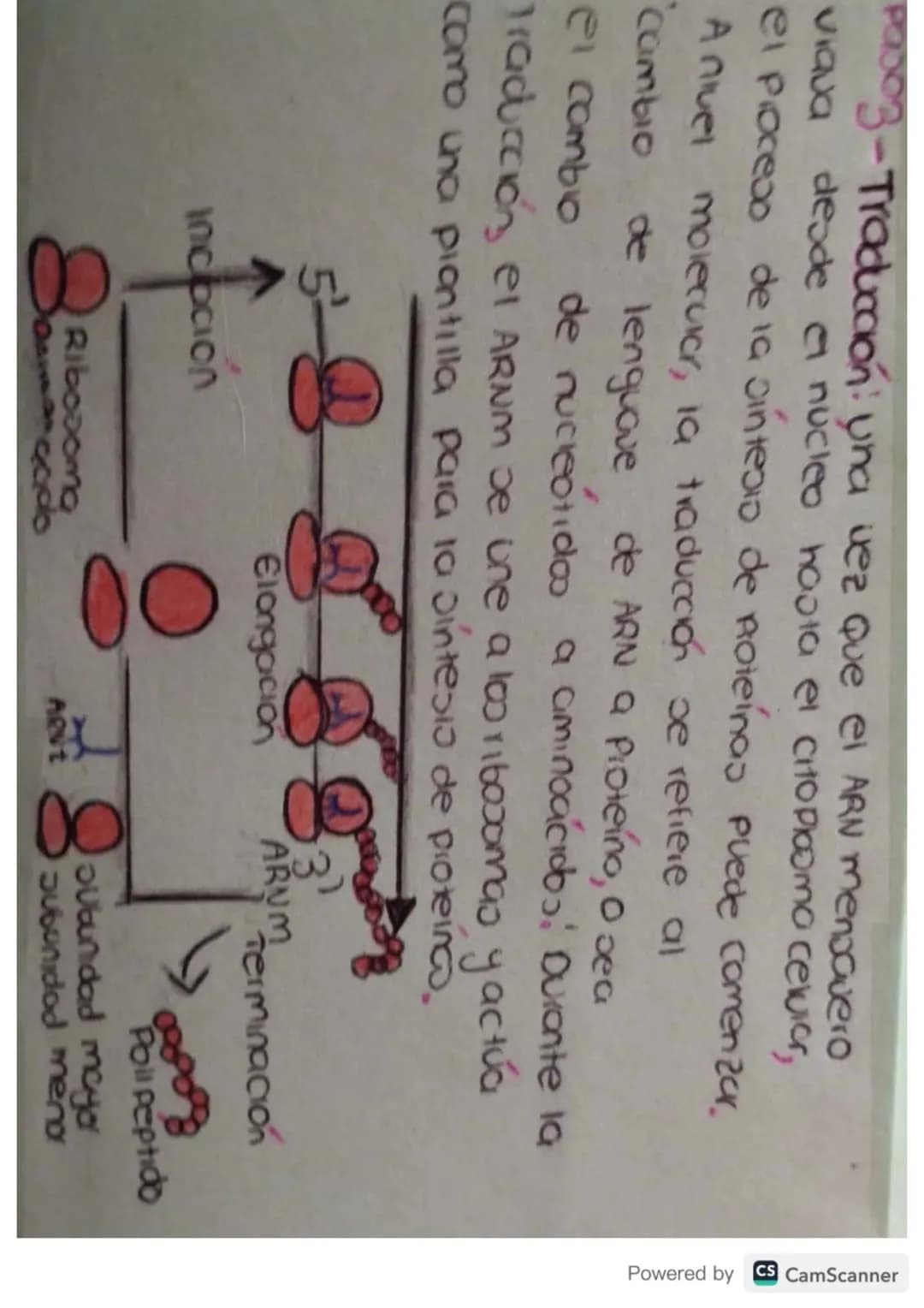 # Síntesis de
# Proteínas # ¿Qué es?
La sintesis de proteinas o traducción del ARN
es el poceoo anabolico mediante el cual se
forman las p