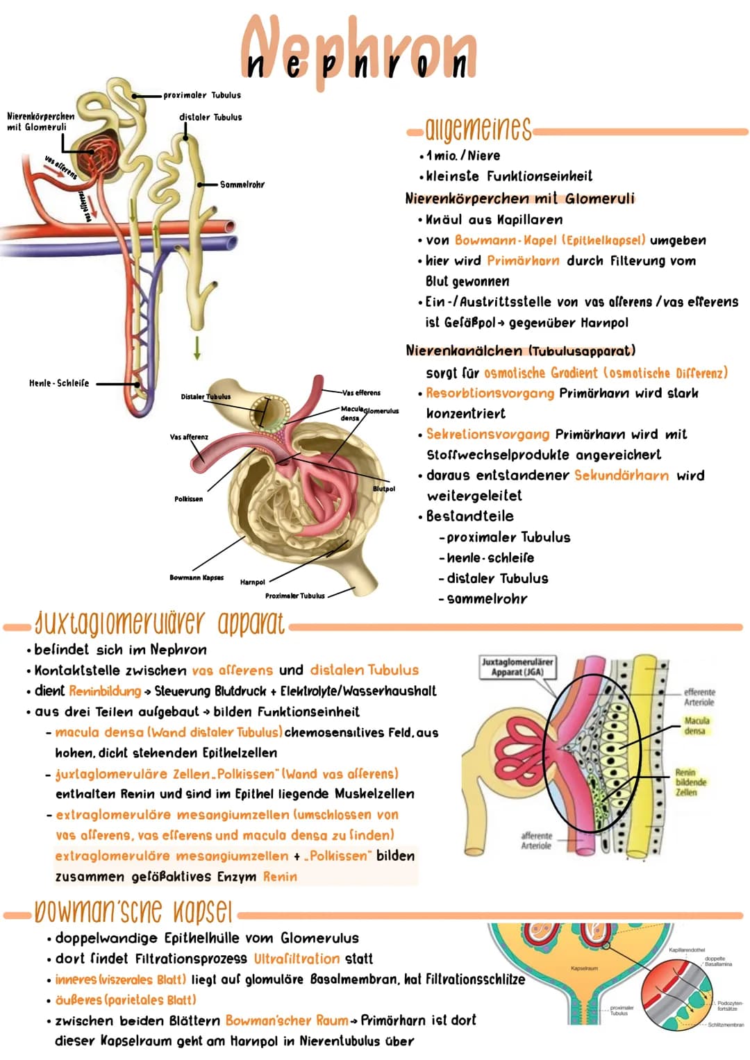 # allgemein
eines der bestdurchbluteten Organen (kompl. Blut (5-61) 300 x durch Niere-15001)
Rückschluss wichtiges Organ da hohe Durchblutu