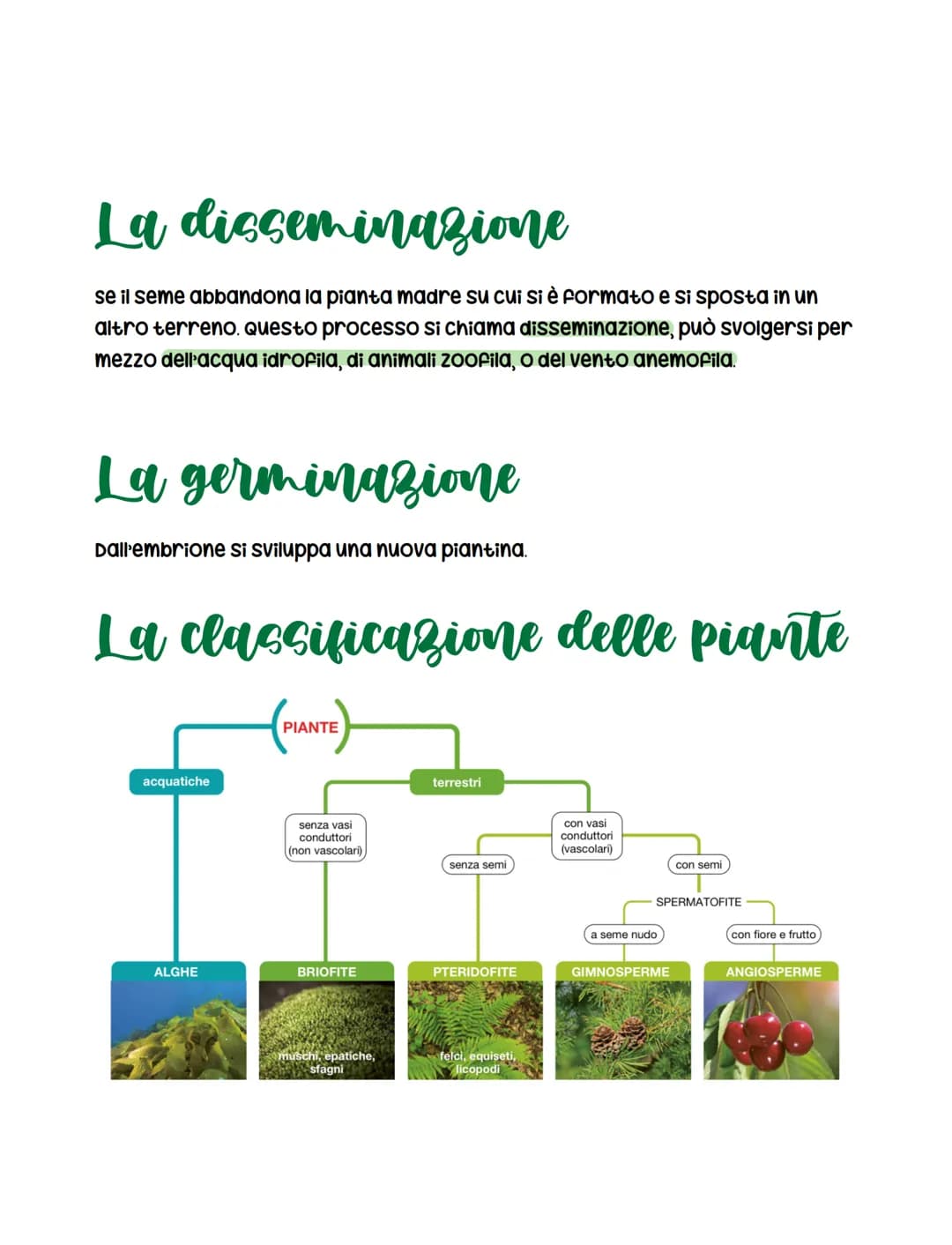 <h2>Metodi di riproduzione delle piante</h2>
<p>Le piante hanno la capacità di riprodursi attraverso due vie: asessuata e sessuata. Il fior