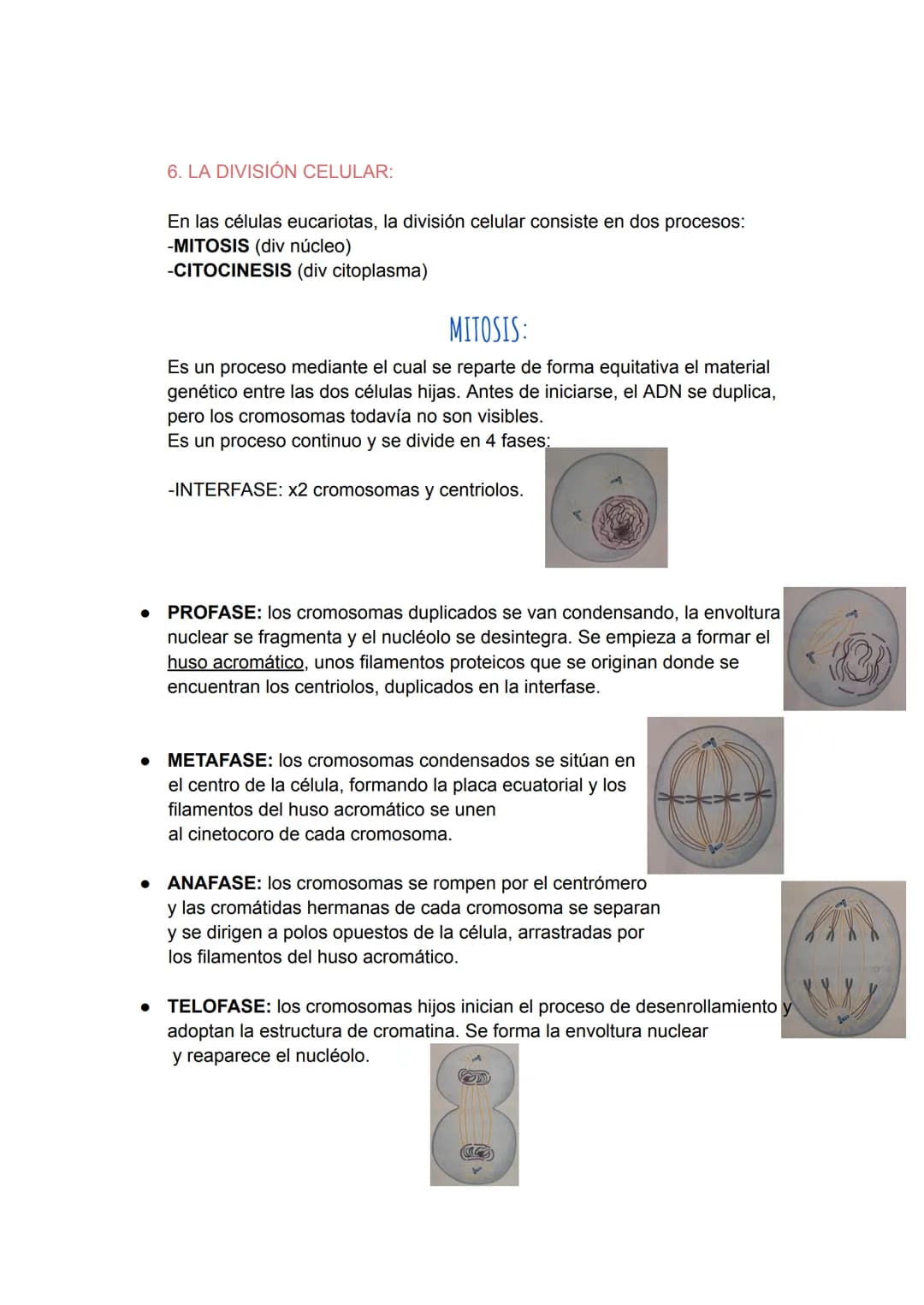 # TEMA 6
LA ORGANIZACIÓN CELULAR DE LOS SERES VIVOS:
1.LA TEORÍA CELULAR:
Se resume en los siguientes puntos:
- CÉLULA:
-Es la unidad e