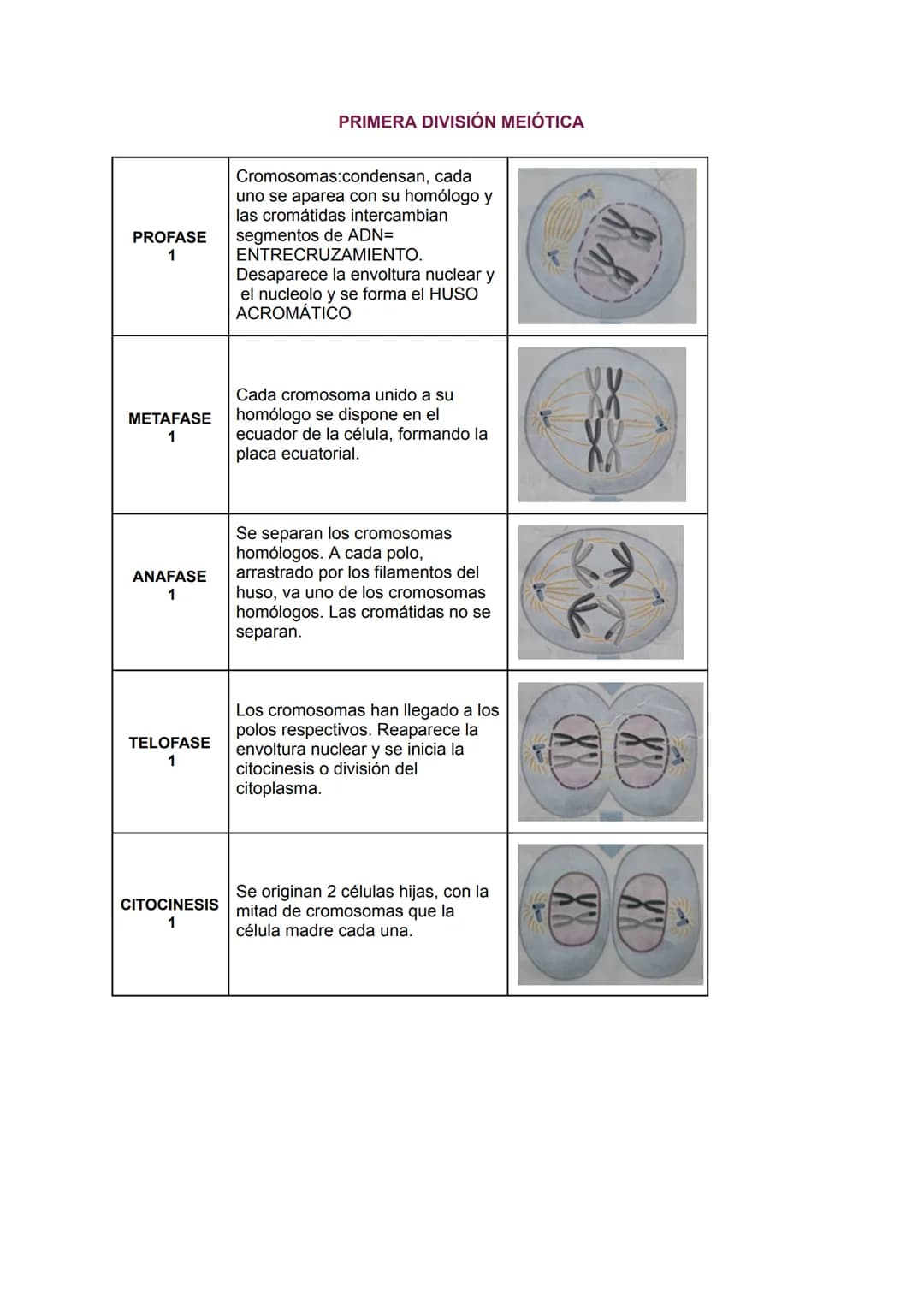 # TEMA 6
LA ORGANIZACIÓN CELULAR DE LOS SERES VIVOS:
1.LA TEORÍA CELULAR:
Se resume en los siguientes puntos:
- CÉLULA:
-Es la unidad e
