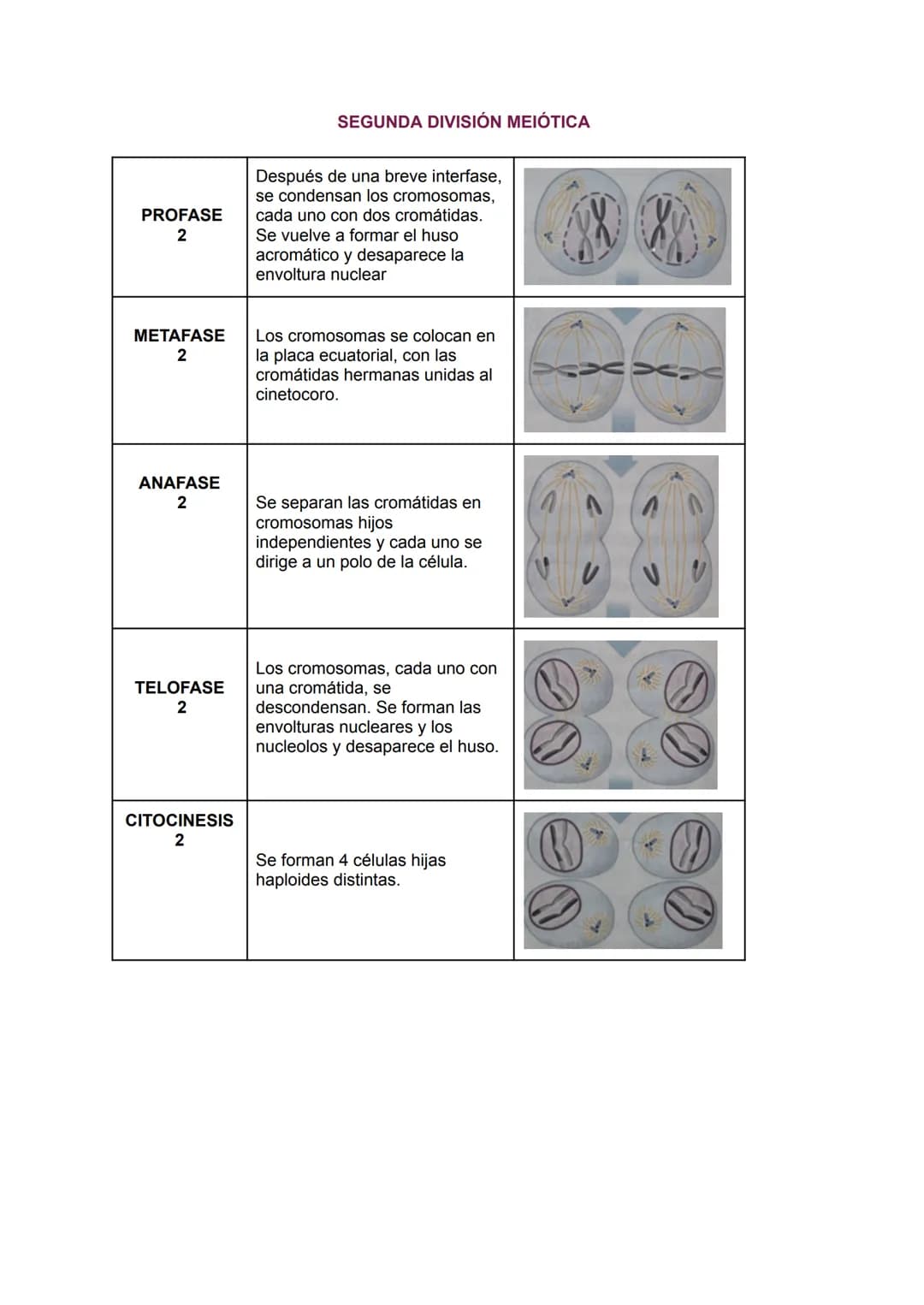 # TEMA 6
LA ORGANIZACIÓN CELULAR DE LOS SERES VIVOS:
1.LA TEORÍA CELULAR:
Se resume en los siguientes puntos:
- CÉLULA:
-Es la unidad e