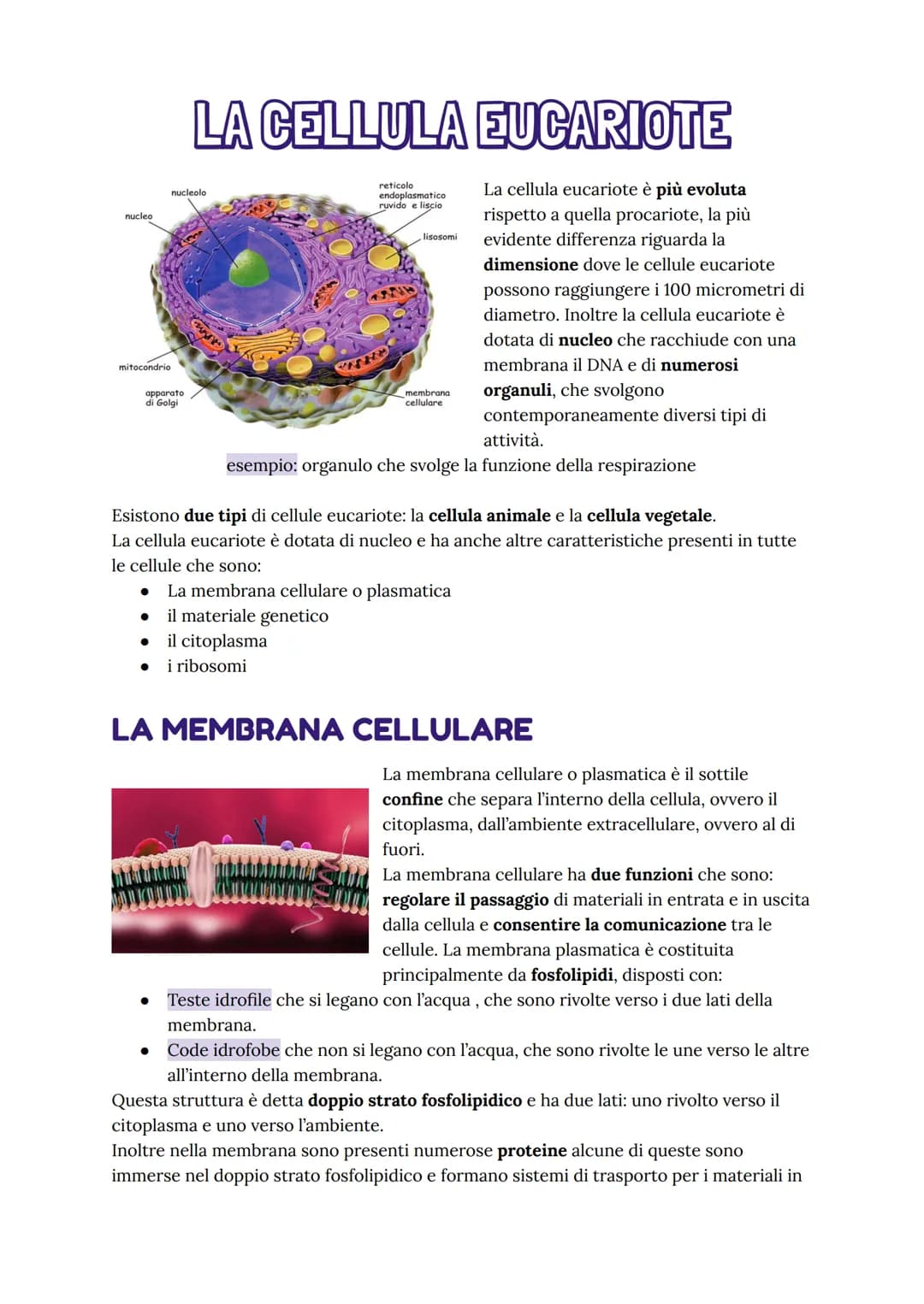 # LA CELLULA EUCARIOTE
nucleo
mitocondrio
nucleolo
apparato
di Golgi
reticolo
endoplasmatico
ruvido e liscio
lisosomi
membrana
cellula