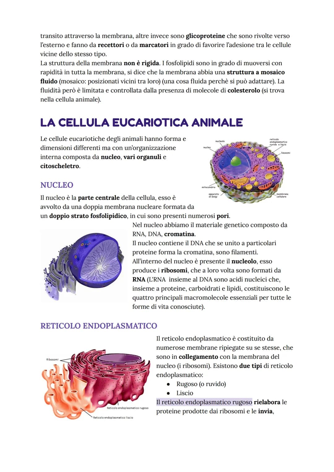 # LA CELLULA EUCARIOTE
nucleo
mitocondrio
nucleolo
apparato
di Golgi
reticolo
endoplasmatico
ruvido e liscio
lisosomi
membrana
cellula