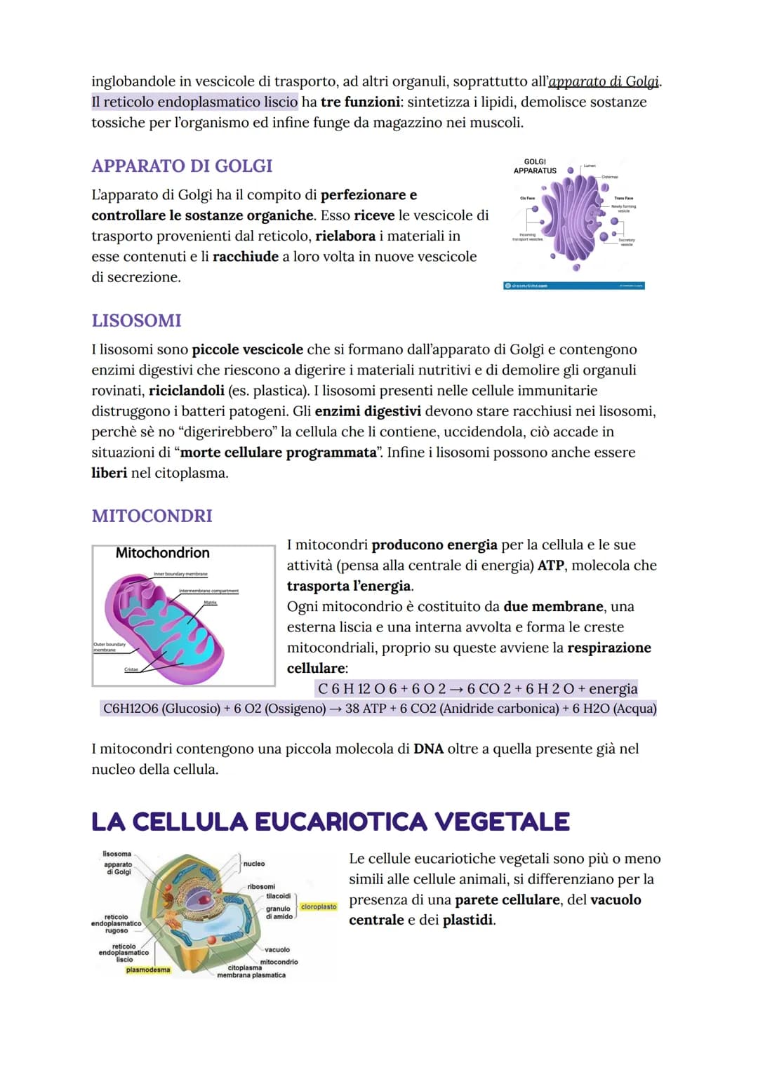 # LA CELLULA EUCARIOTE
nucleo
mitocondrio
nucleolo
apparato
di Golgi
reticolo
endoplasmatico
ruvido e liscio
lisosomi
membrana
cellula