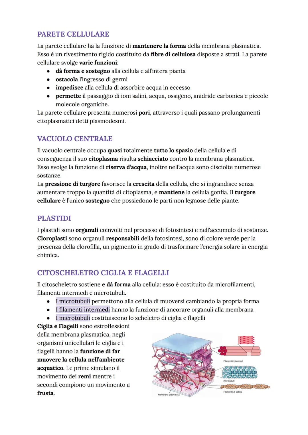 # LA CELLULA EUCARIOTE
nucleo
mitocondrio
nucleolo
apparato
di Golgi
reticolo
endoplasmatico
ruvido e liscio
lisosomi
membrana
cellula