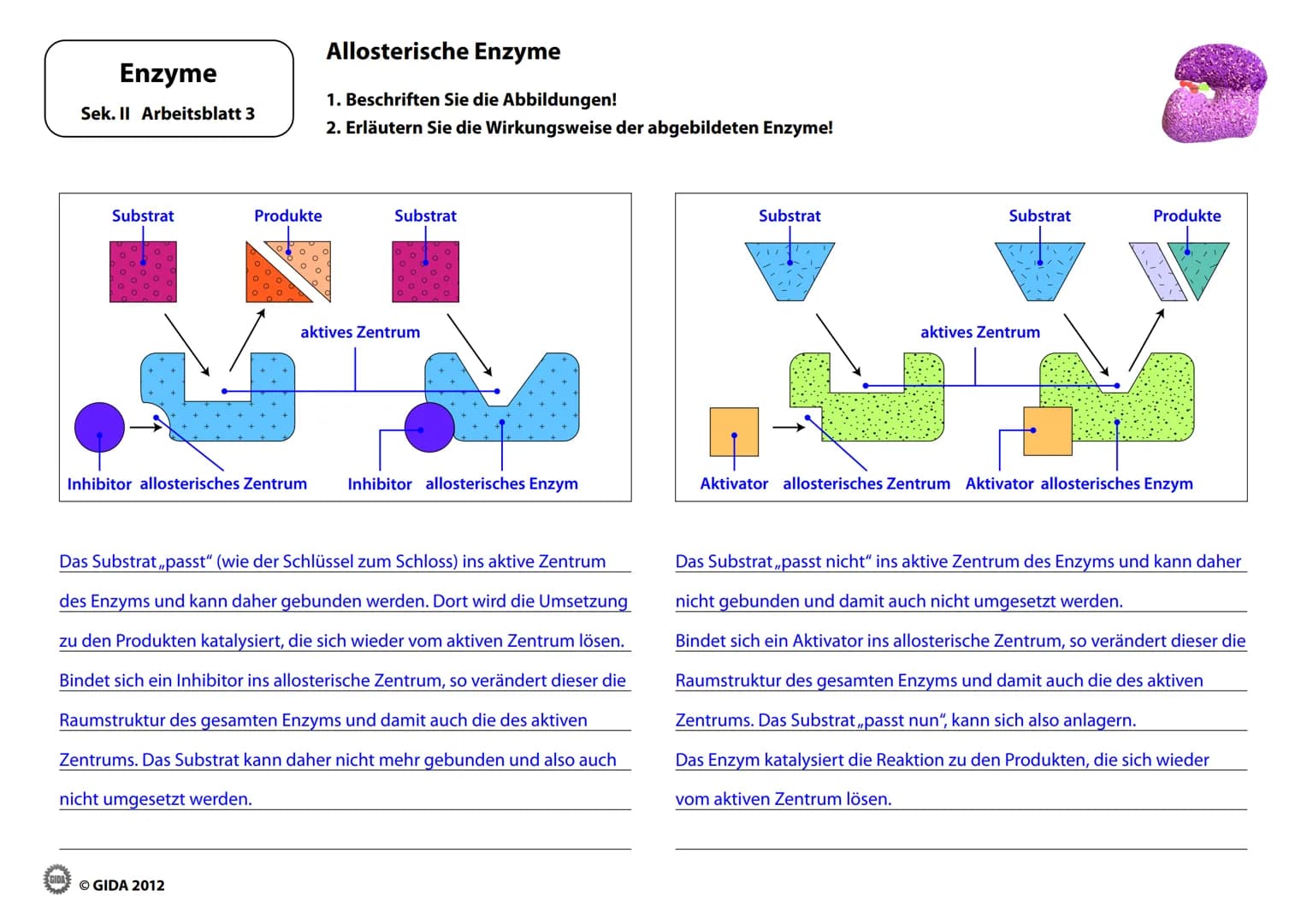 # Enzyme
Arbeitsblätter
(Lehrerversion)
© GIDA 2012 # Energiediagramm chemischer Reaktionen ohne und mit Katalysator
Enzyme
Sek. II Arbe