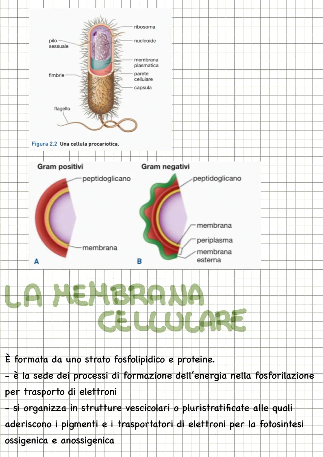 # CHECOS'E LA
MICROBIOLOGIA
La microbiologia è la scienza che studia i microrganismi, distribuiti nei
tre domini: Archea, dei Bacteria e de