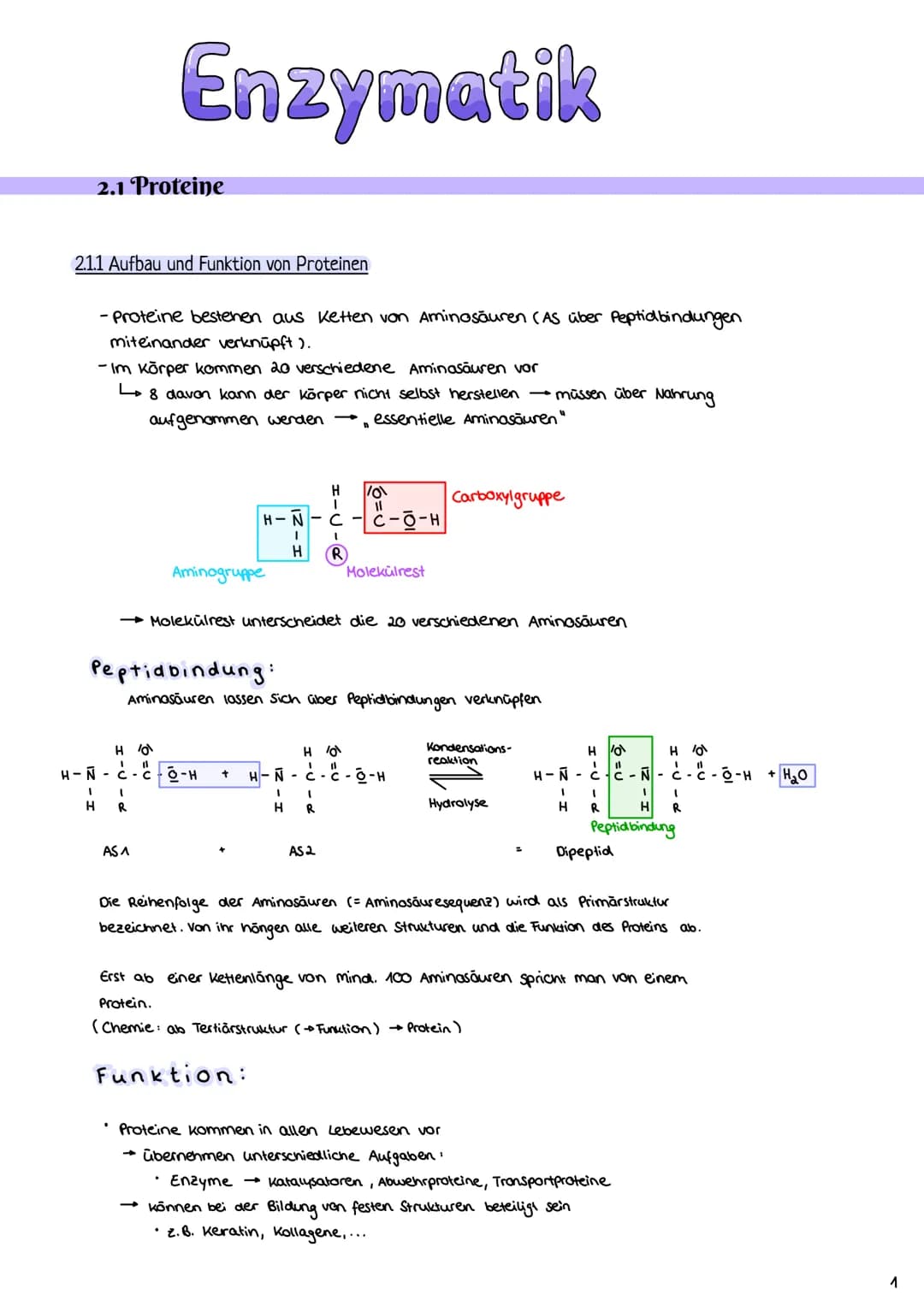 # Enzymatik
2.1 Proteine
2.1.1 Aufbau und Funktion von Proteinen
- Proteine bestehen aus Ketten von Aminosäuren (AS über Peptidbindungen