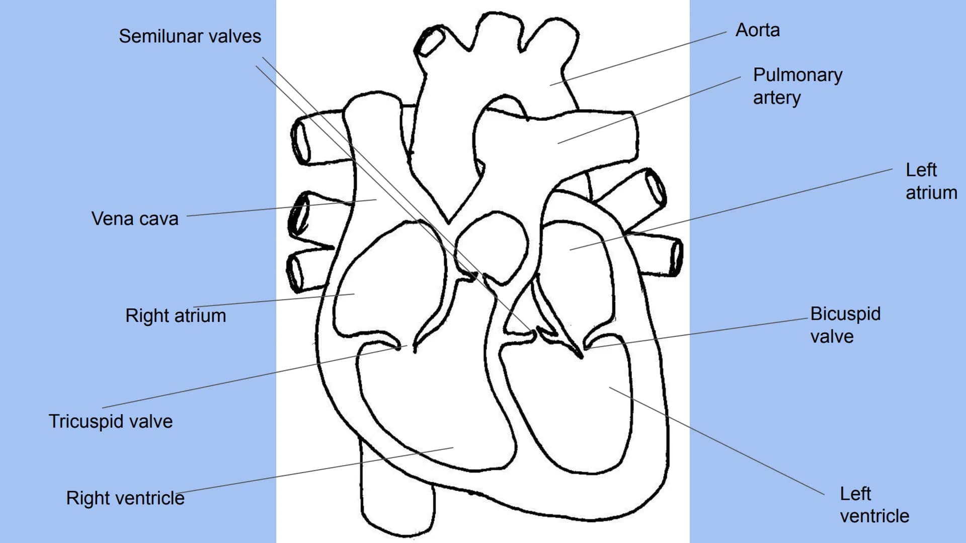 Body Systems- respiratory and cardiovascular # Body systems - respiratory
The respiratory system.
- Functions - take oxygen into the body