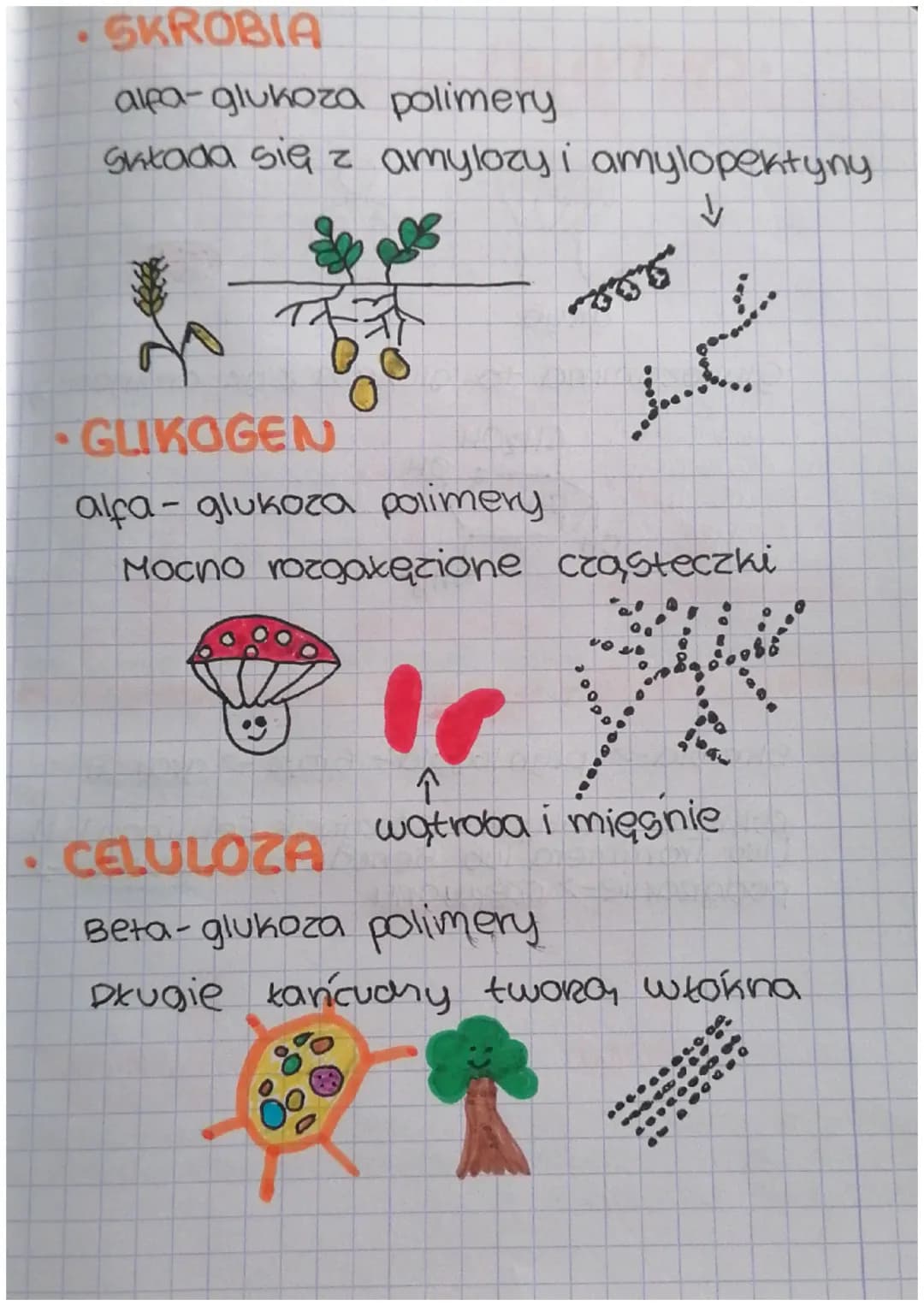 # Cukry
CH2OH
H
-sacharydy K
OH
węglowy tańc. + grupa OH + gr. aldehyd/keton
ewdzarje
MONOSACHARYDY
OLIGOSACHARYDY
POLISACHARYDY
* Maj
