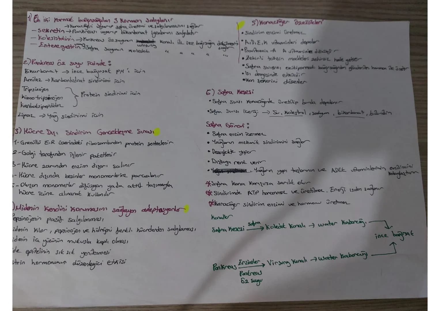 # 1 On iki Parmak bağırsağıdan 3 Mormon Jalgılanır
- Karaciğeri yarıp daha üretimi Üretimi ve salgılanmasını sağlar
- sekretin+Pantbreau, uy