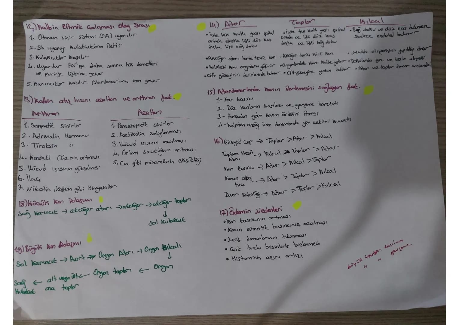 # 1 On iki Parmak bağırsağıdan 3 Mormon Jalgılanır
- Karaciğeri yarıp daha üretimi Üretimi ve salgılanmasını sağlar
- sekretin+Pantbreau, uy